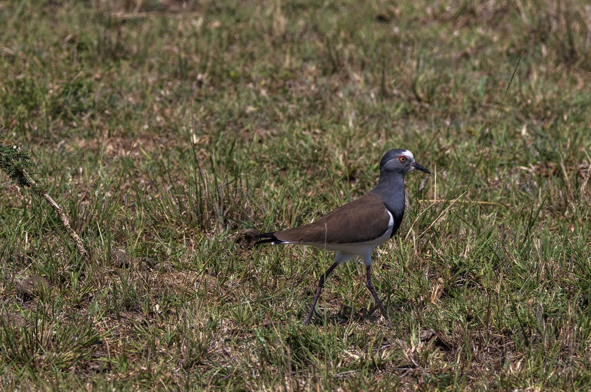 Black-Winged Plover