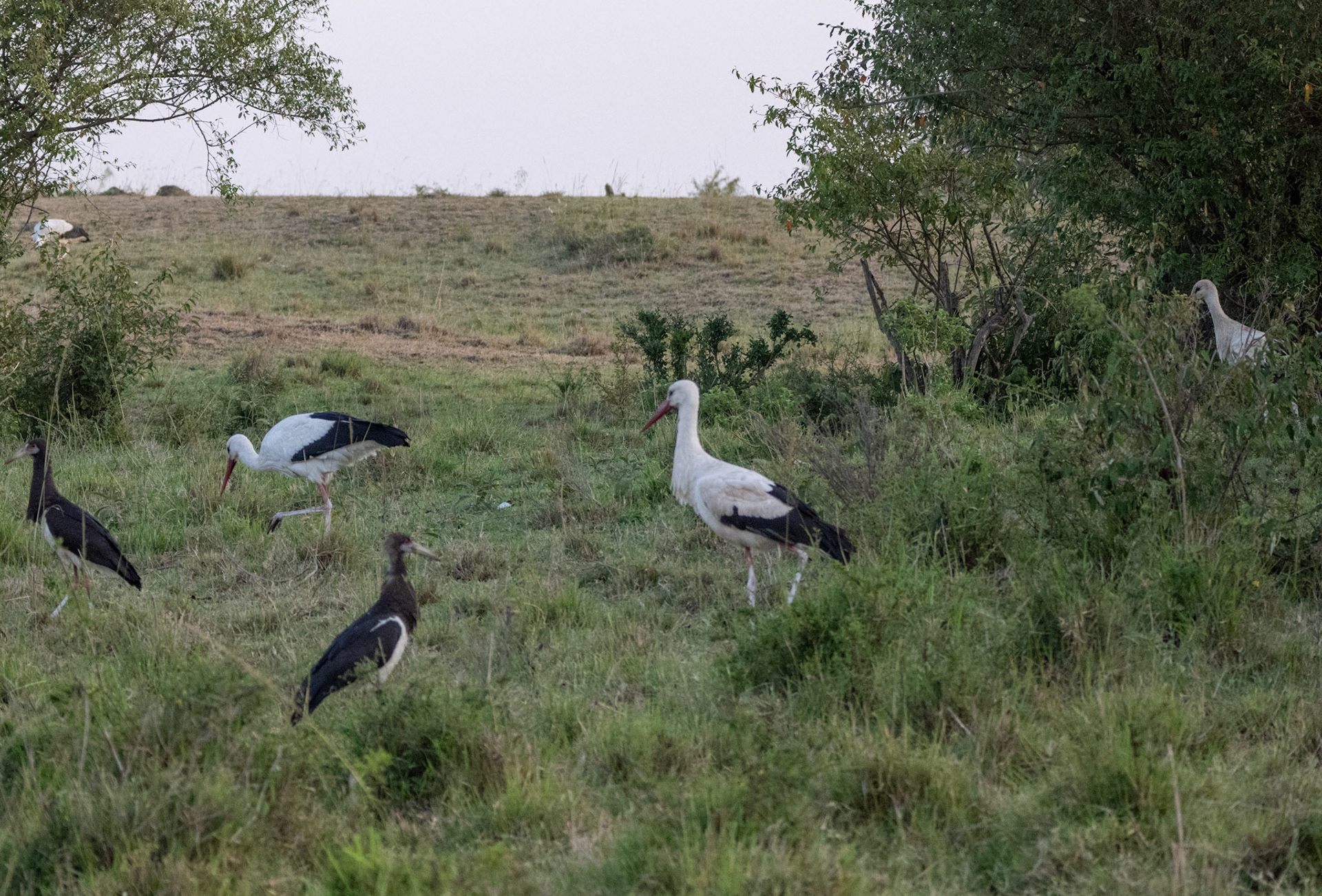 Abdim's Stork &amp; White Stork