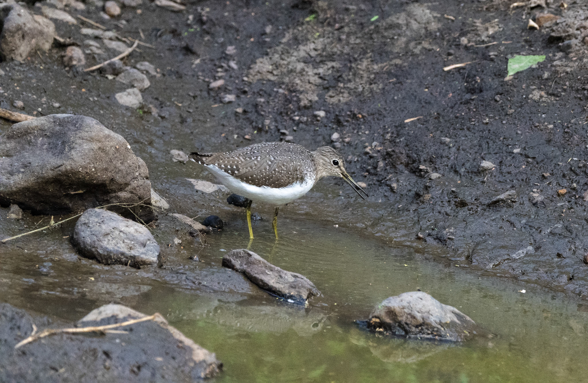 Marsh Sandpiper