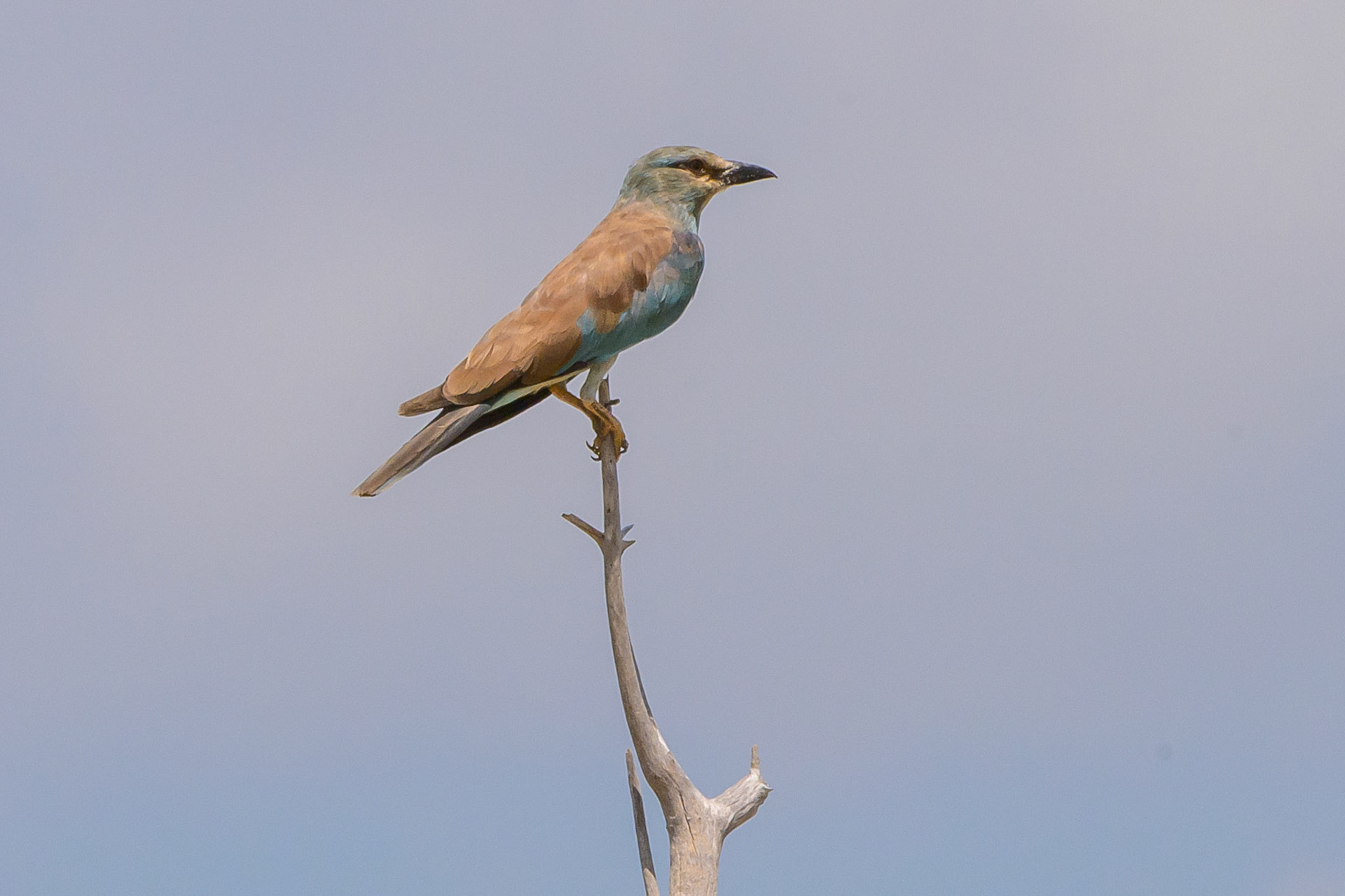 Eurasian Roller