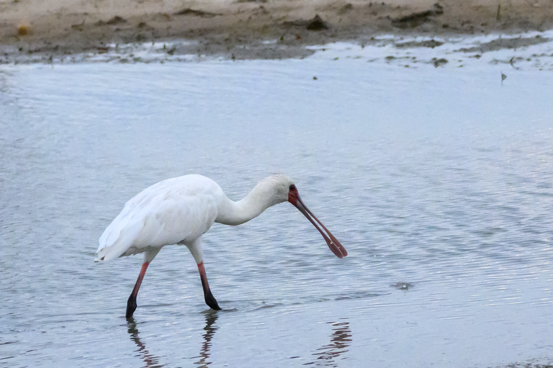 Spoonbill