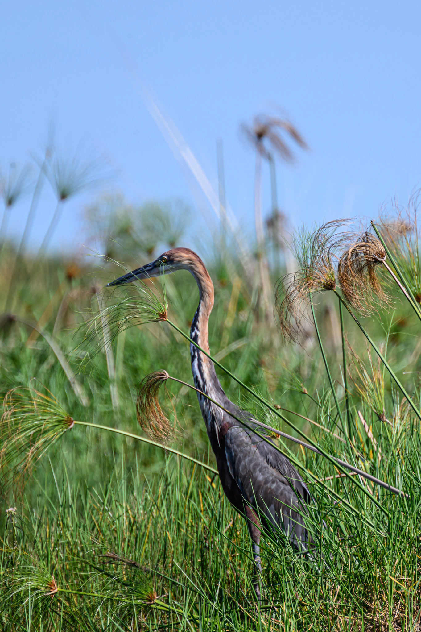 Goliath Heron