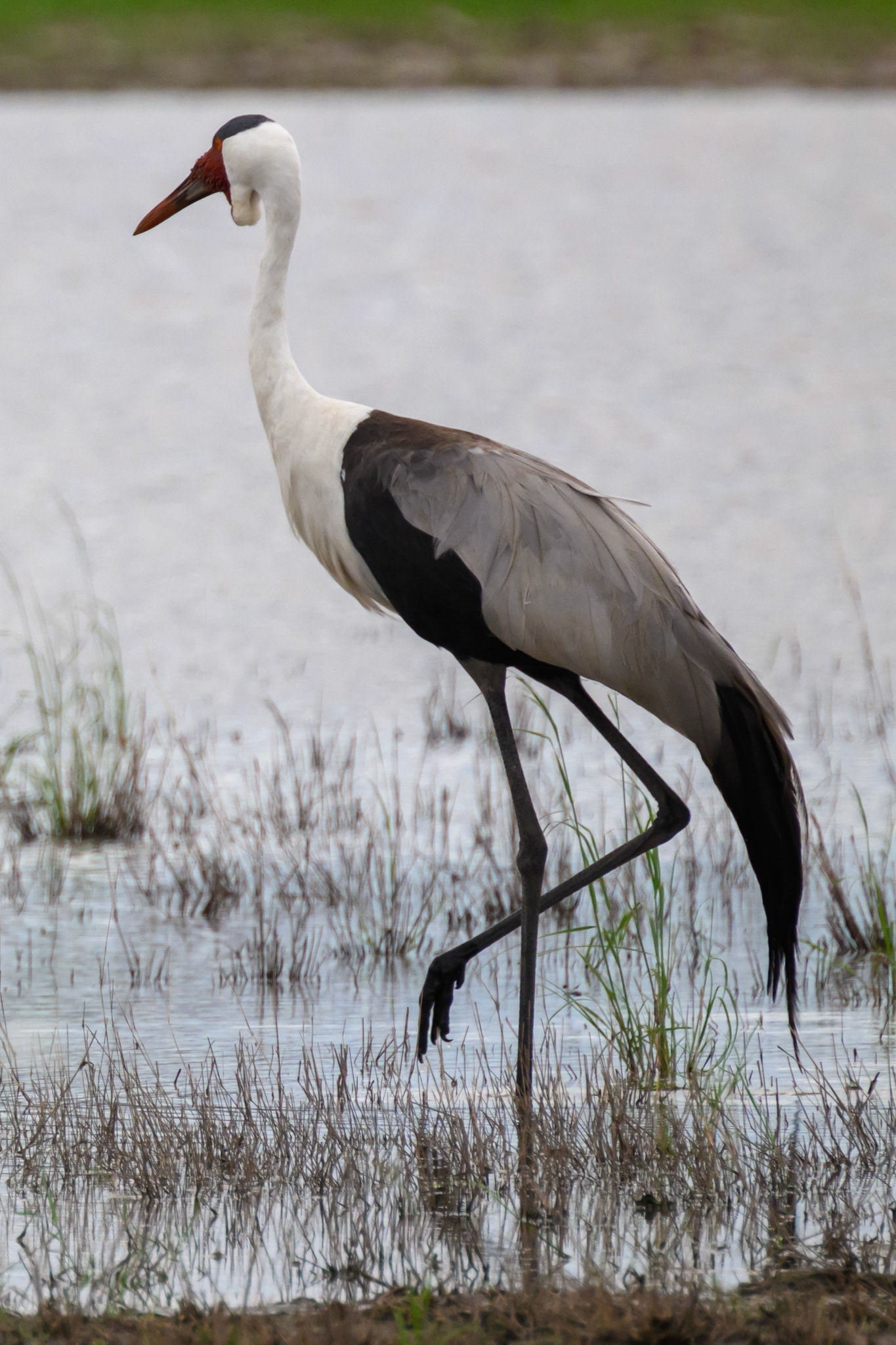Wattled Crane