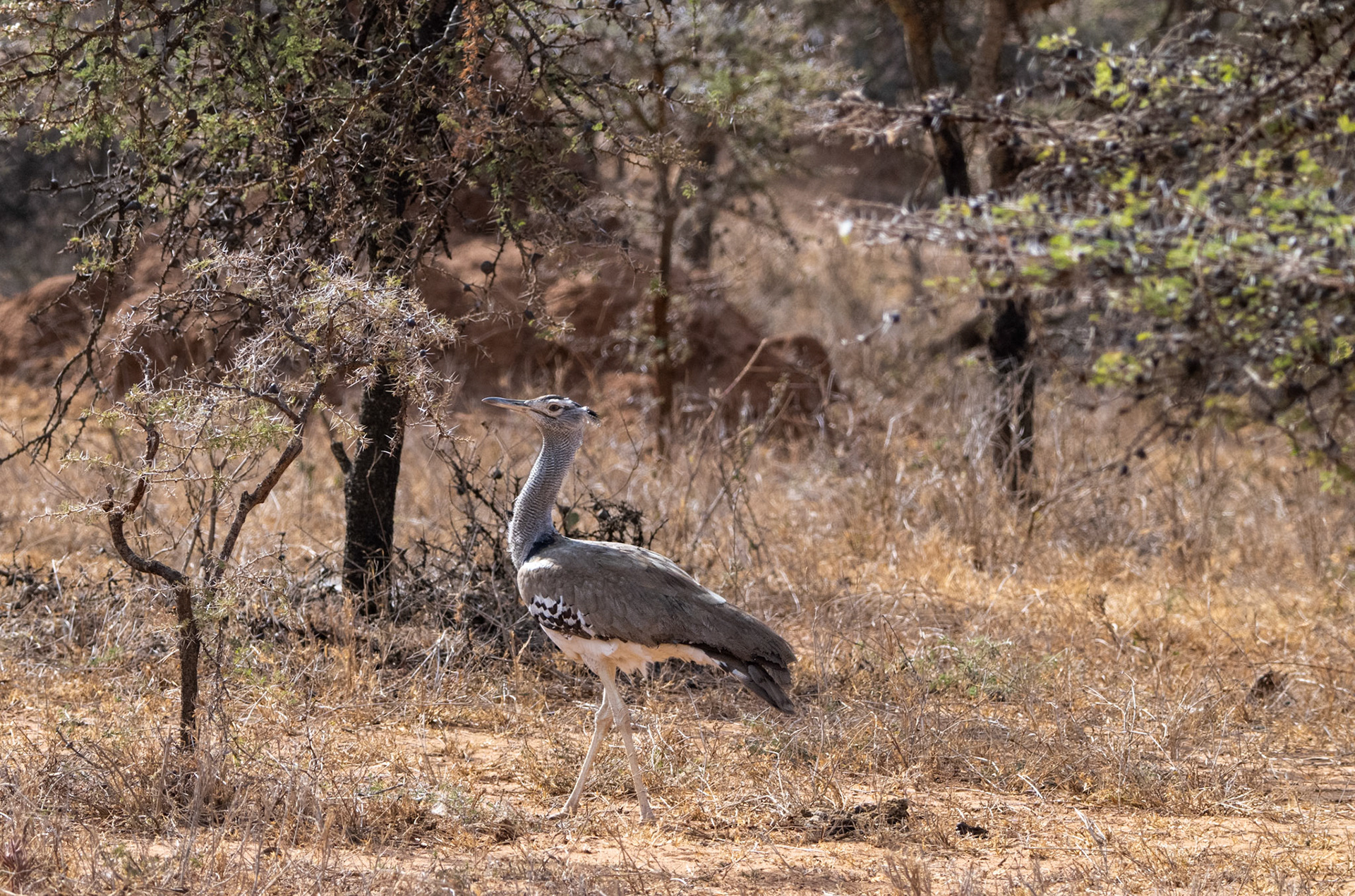 Kori Bustard