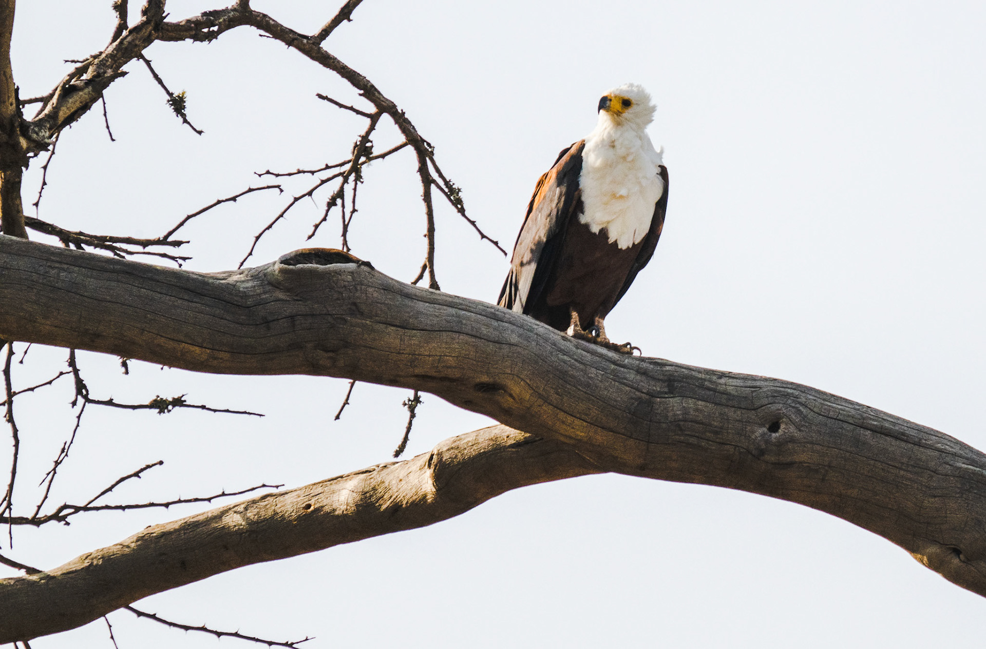 African Fish Eagle