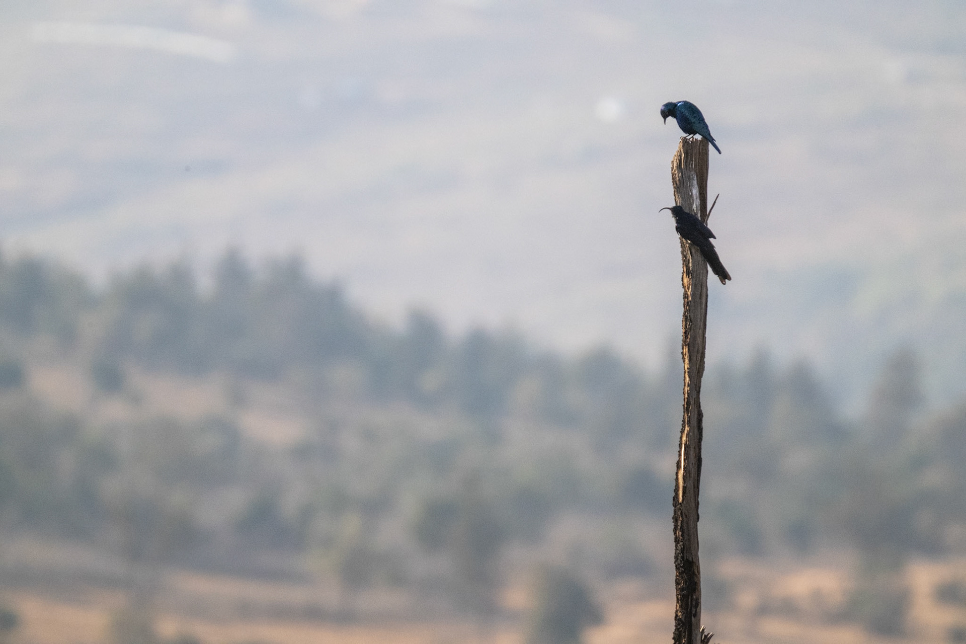 Starling over Common Scimitarbill