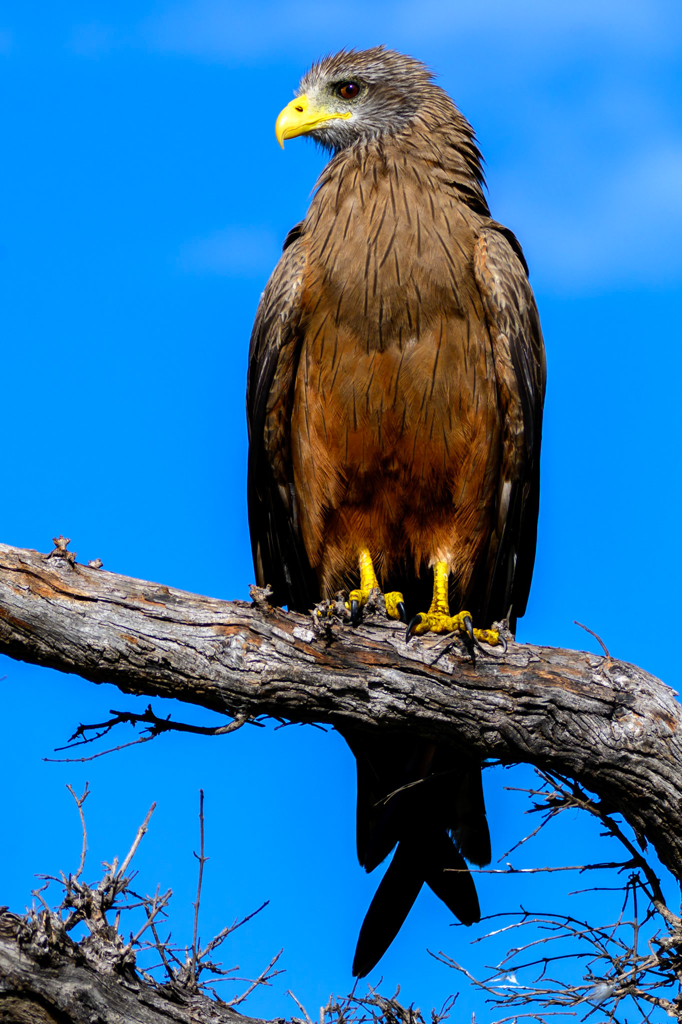 Yellow-billed Kite