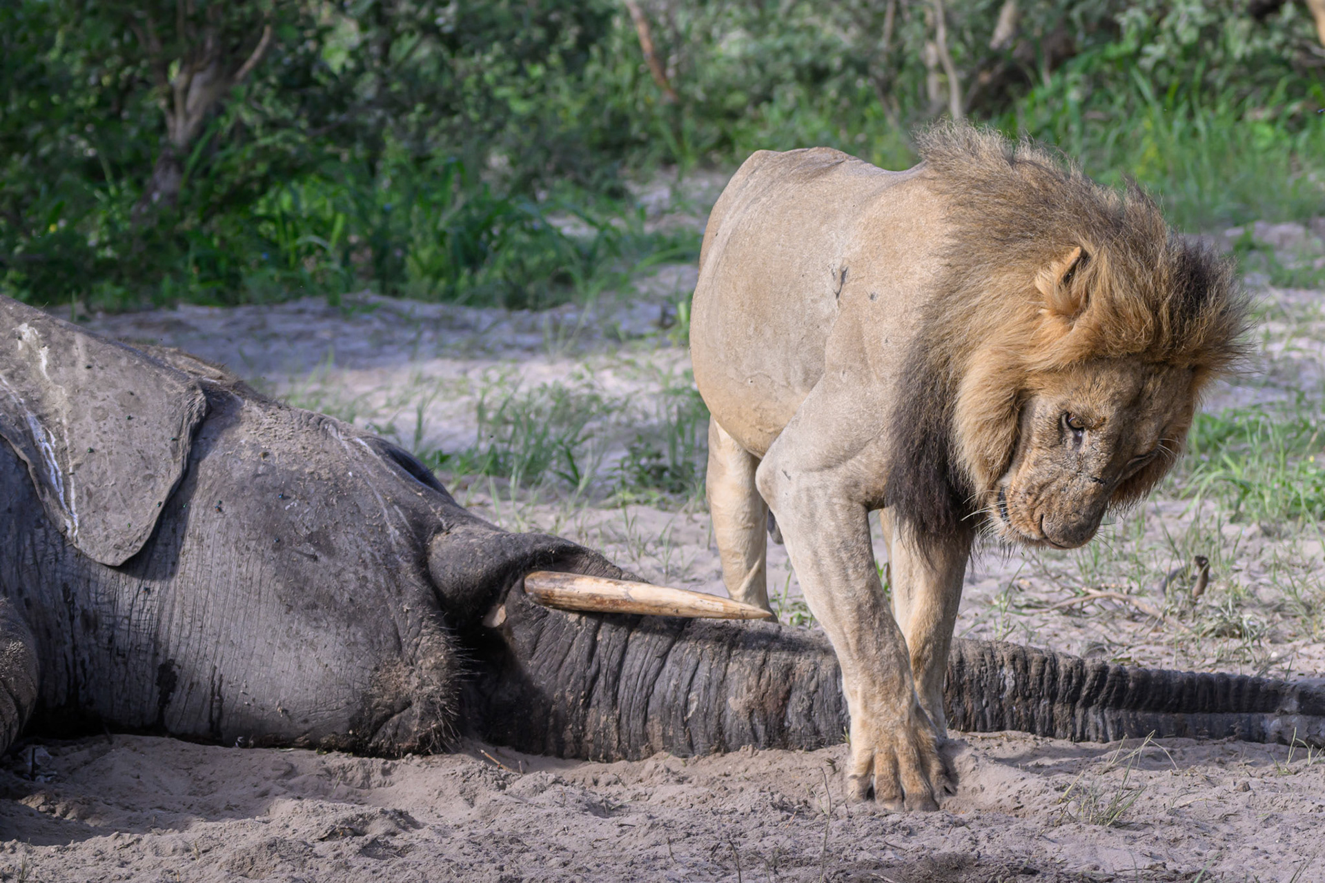 covering scent trail