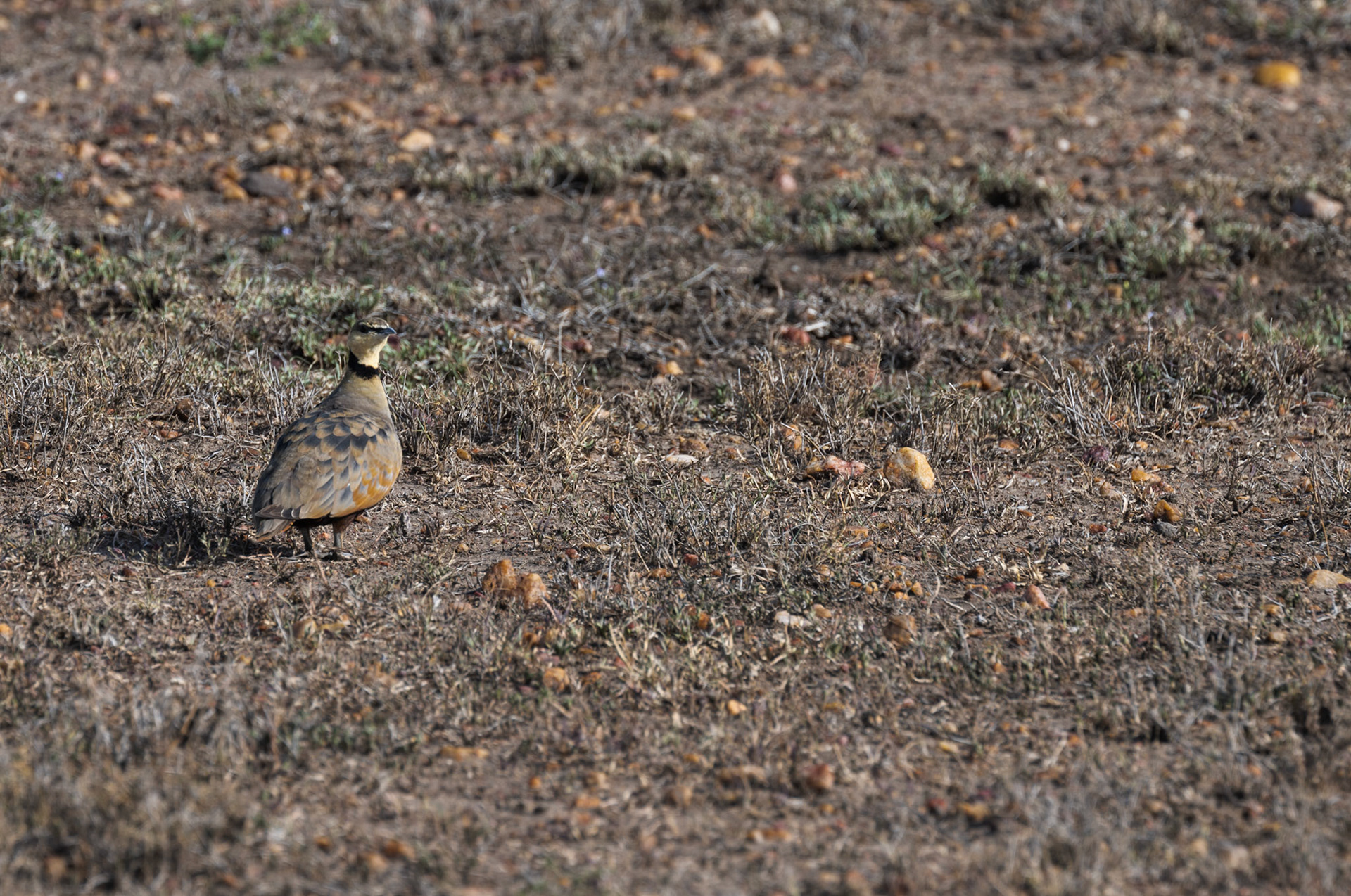 Yellow-throated Sandgrouse