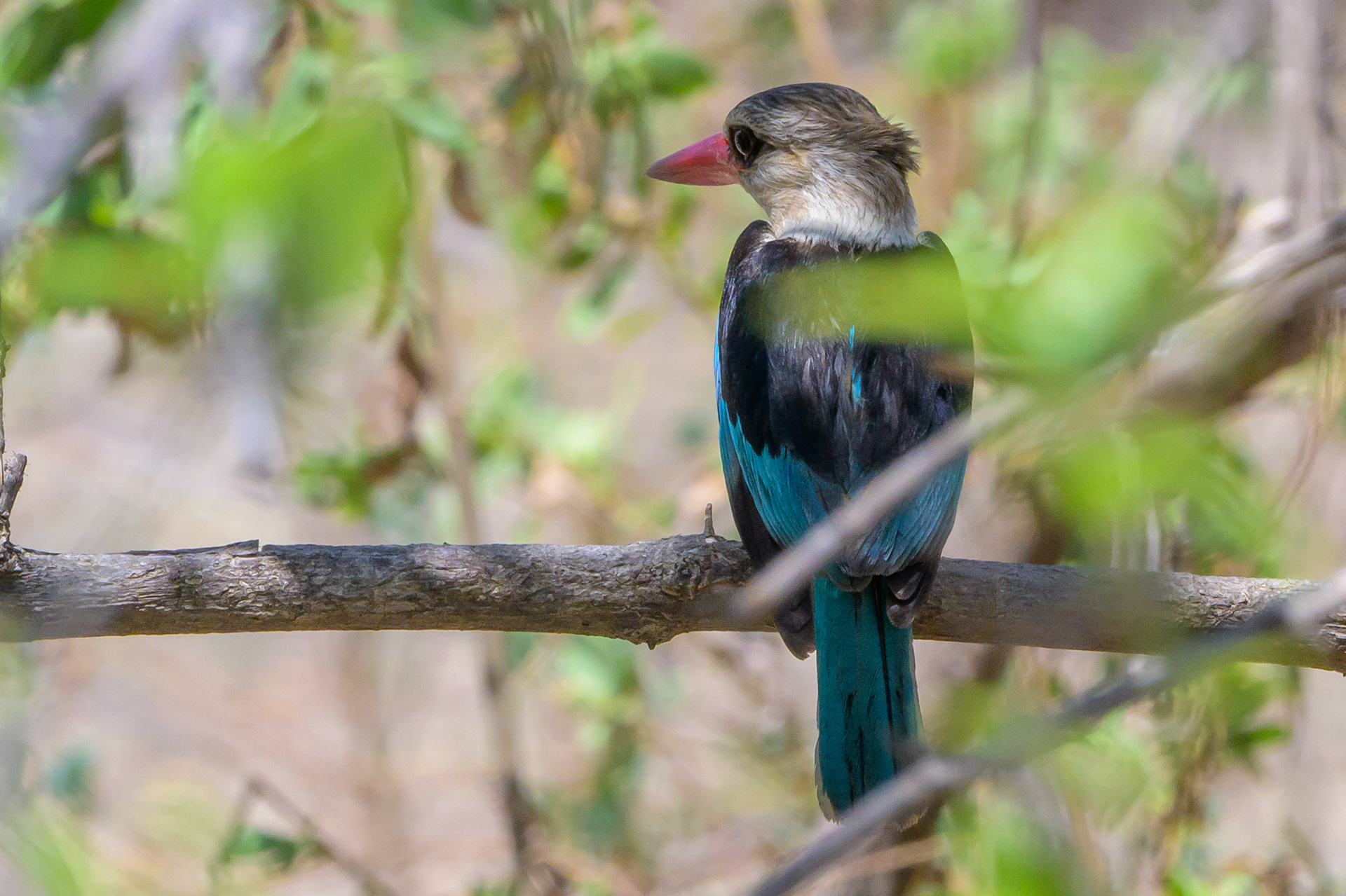 Woodland Kingfisher