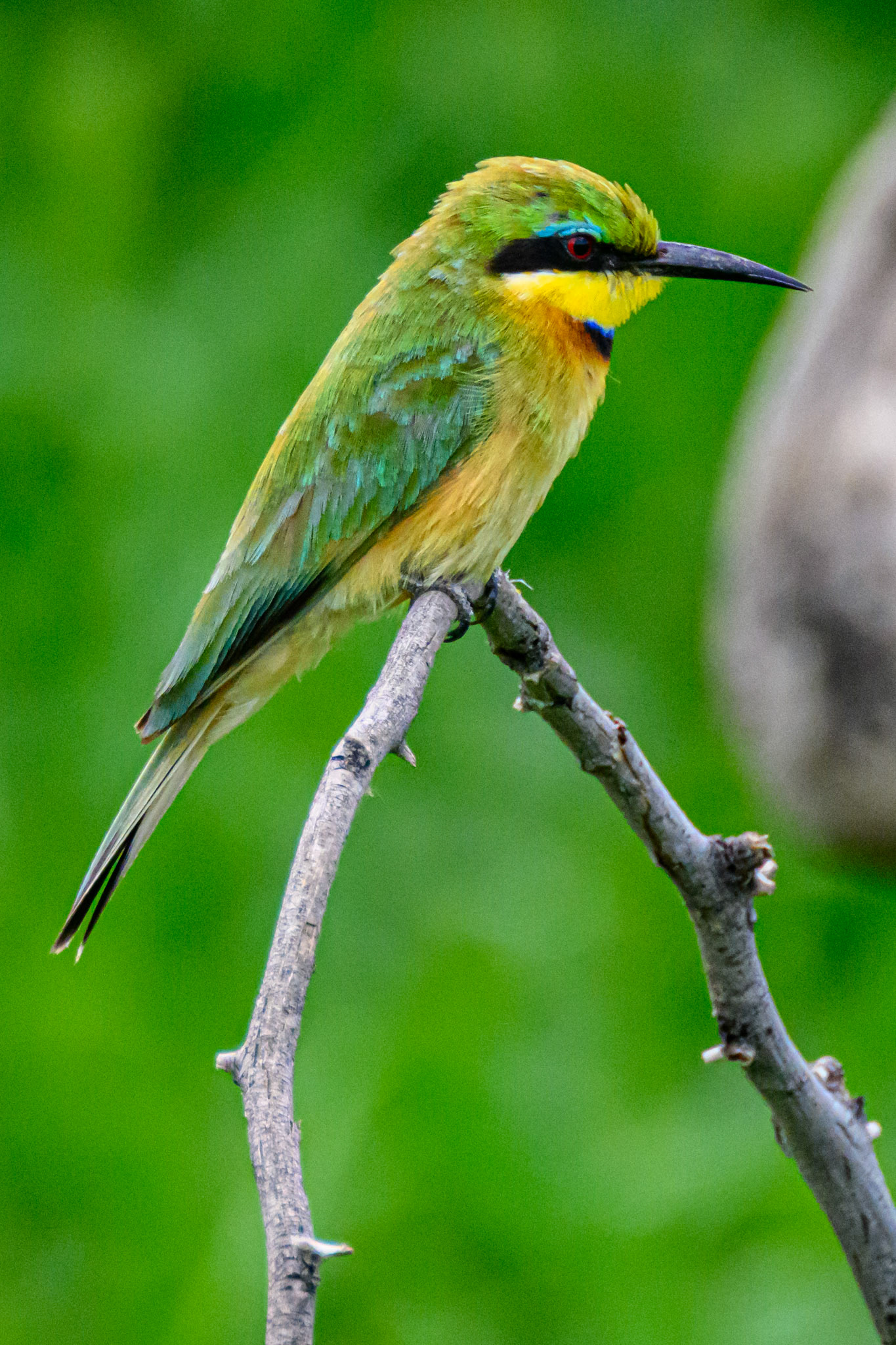 Little Bee-eater