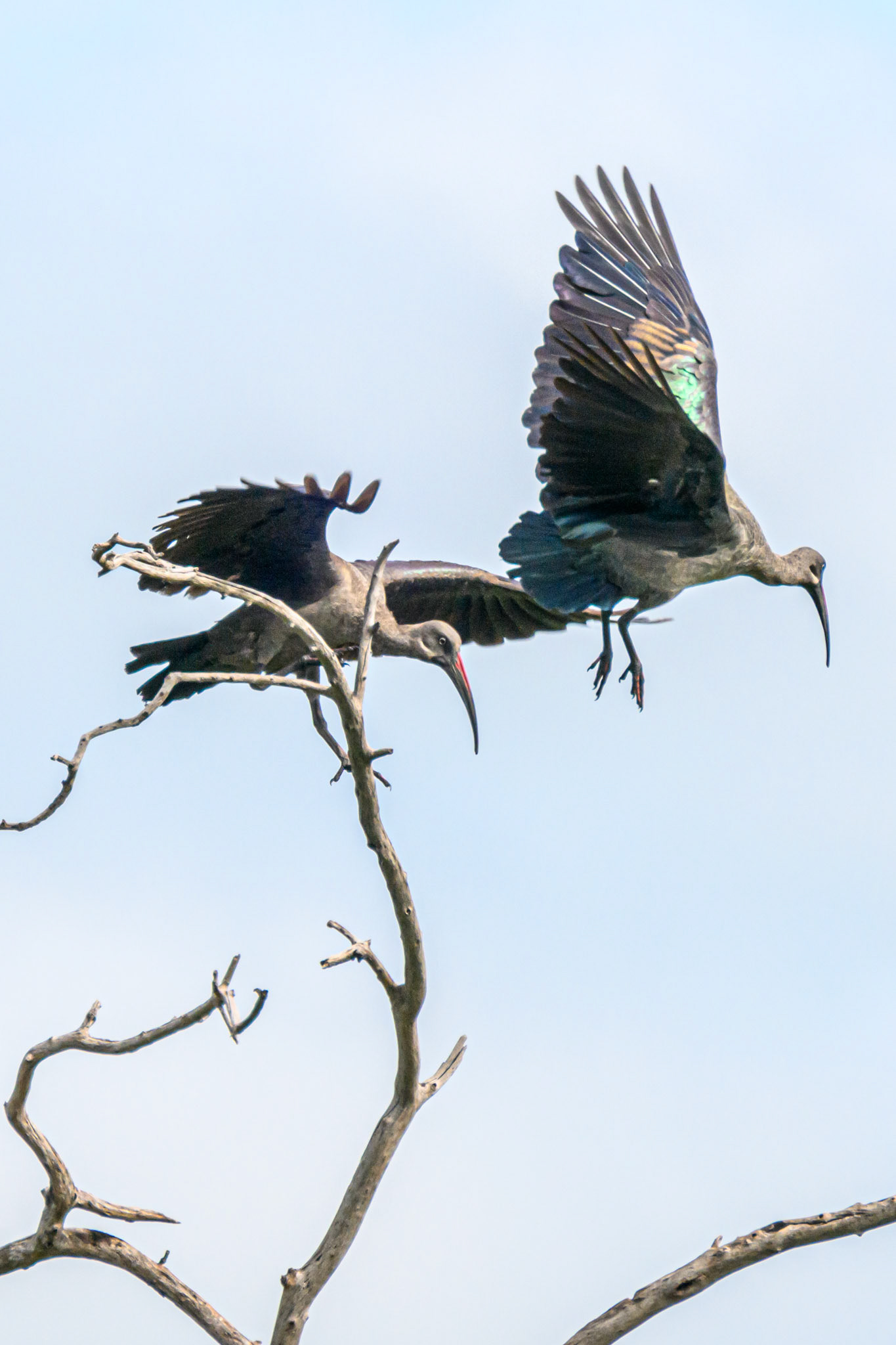 Hadada Ibis