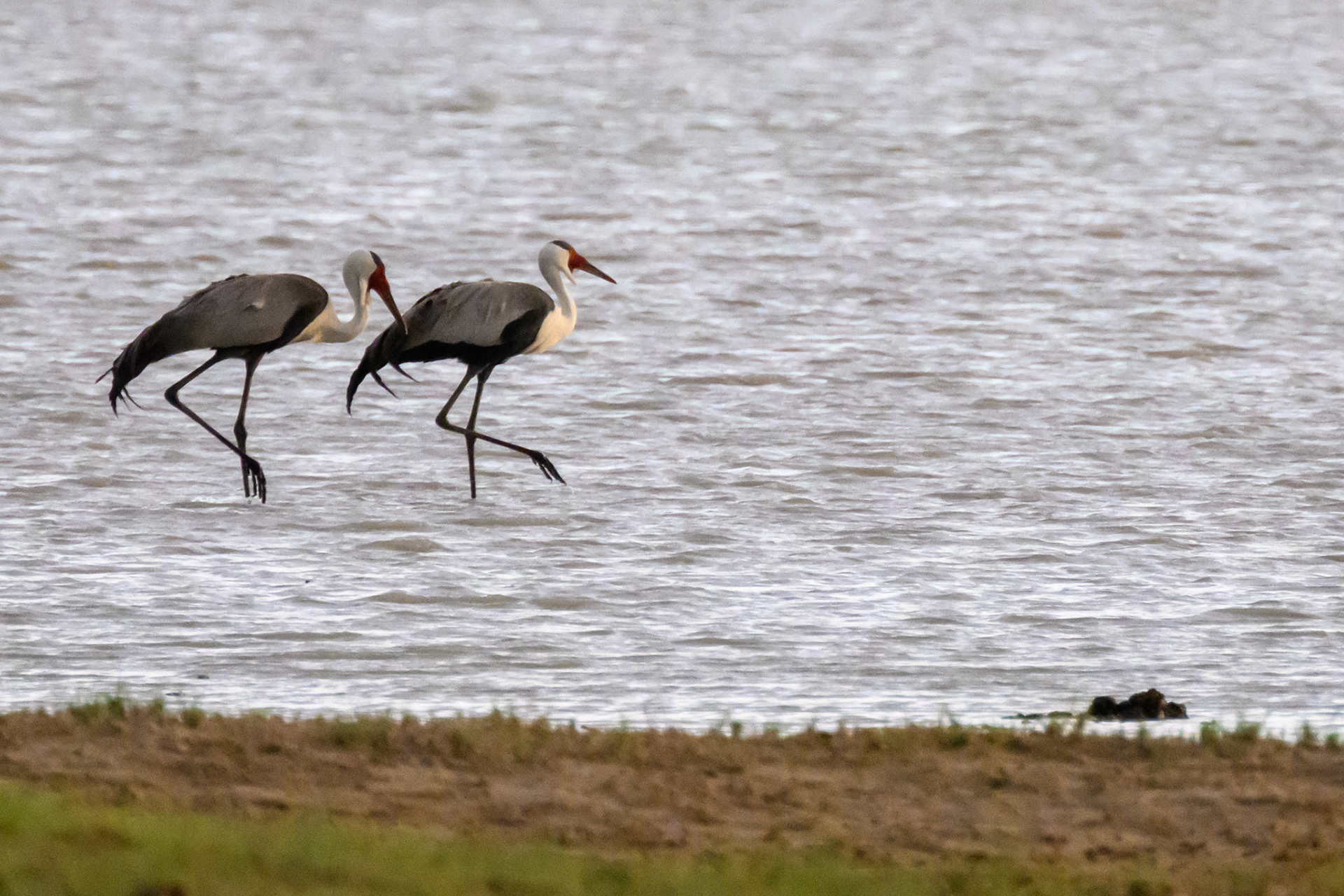 Wattled Cranes