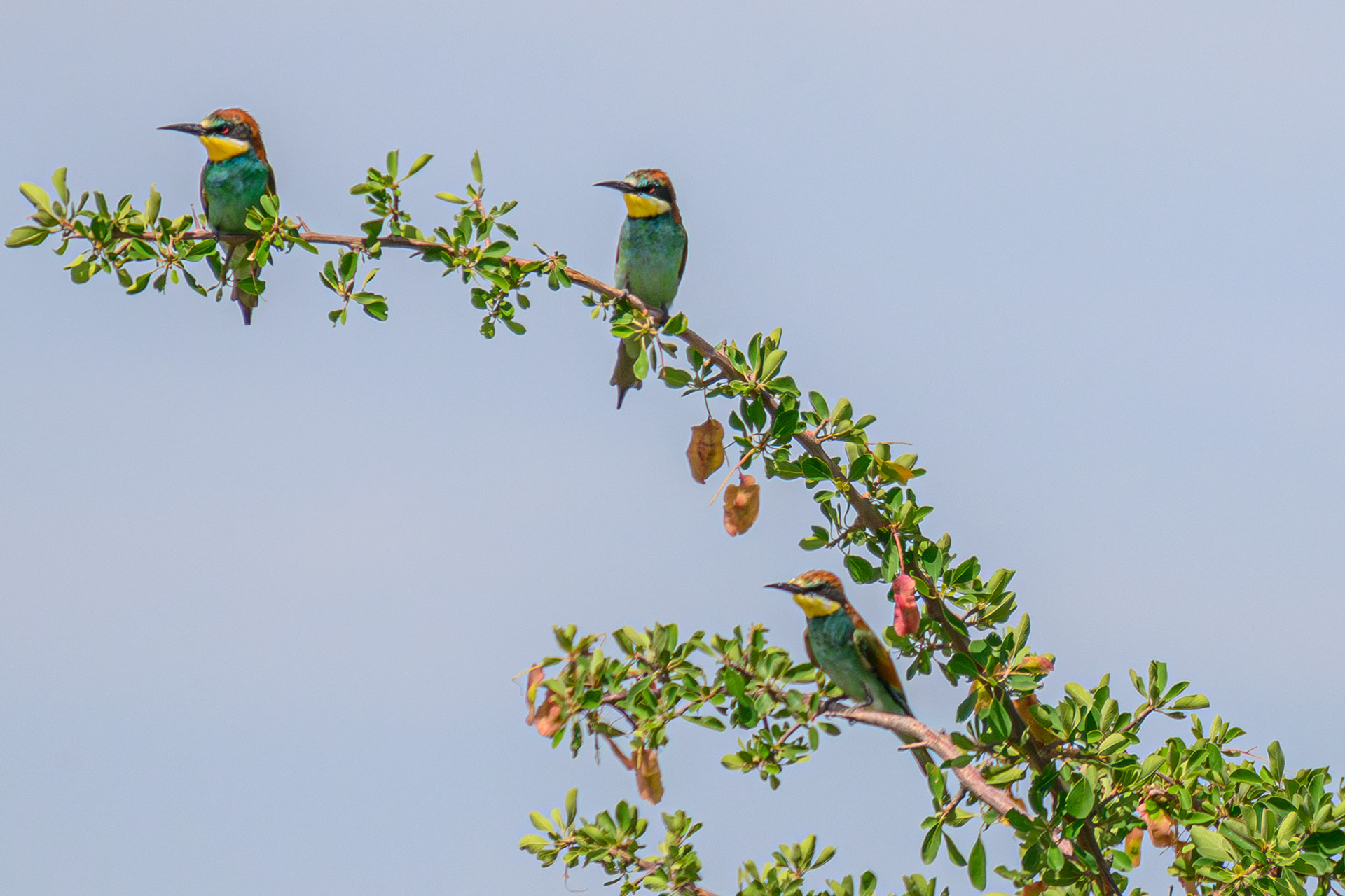 Blue-cheeked Bee-eater