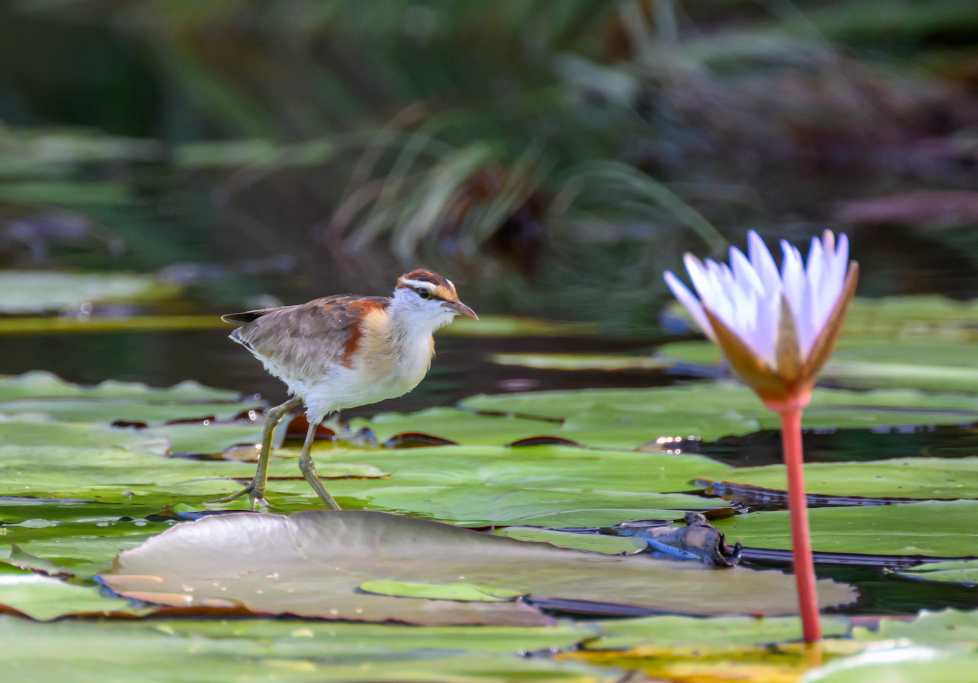 Lesser Jacana