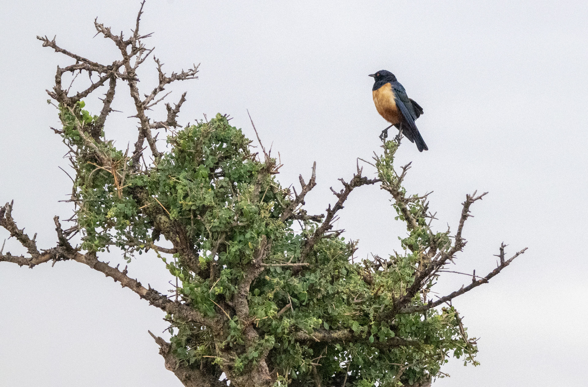 Hildebrandt's Starling