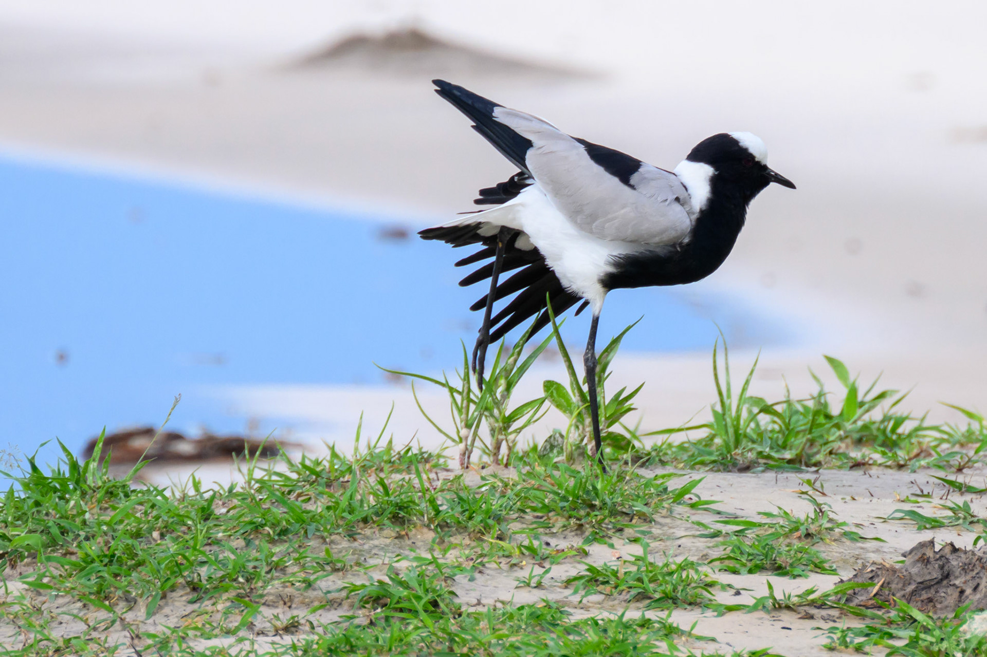 Blacksmith Plover