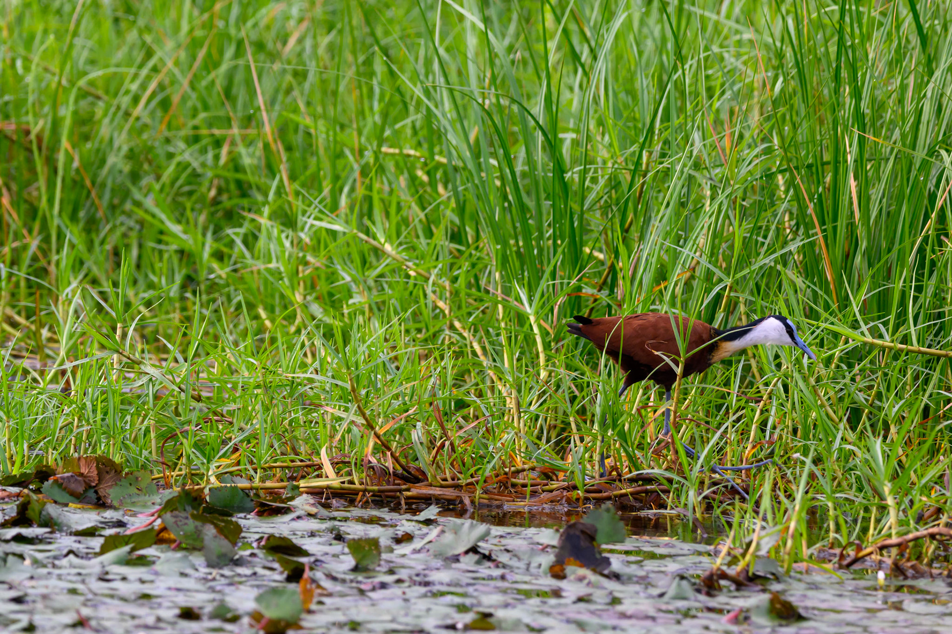African Jacana