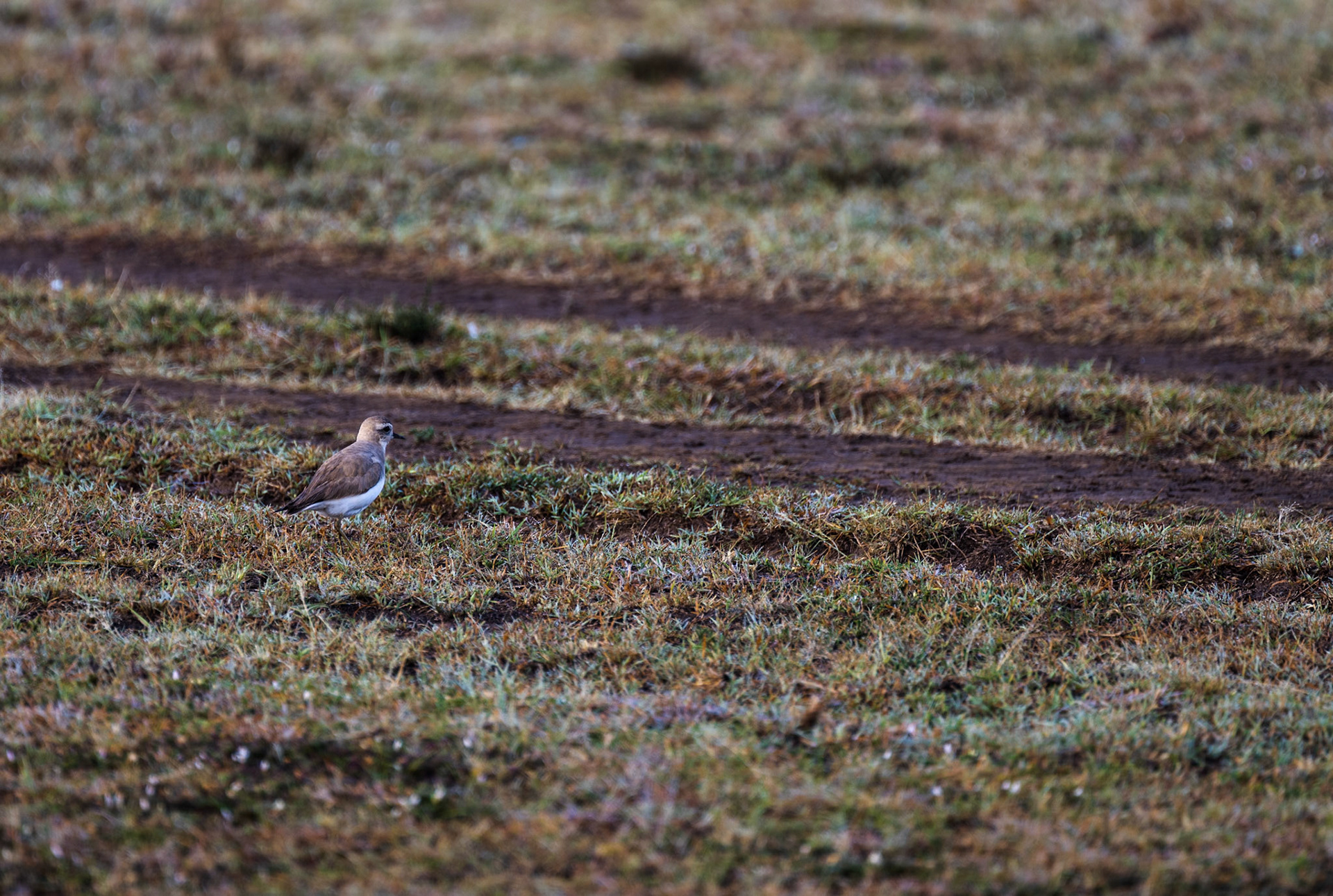 Black-Winged Plover