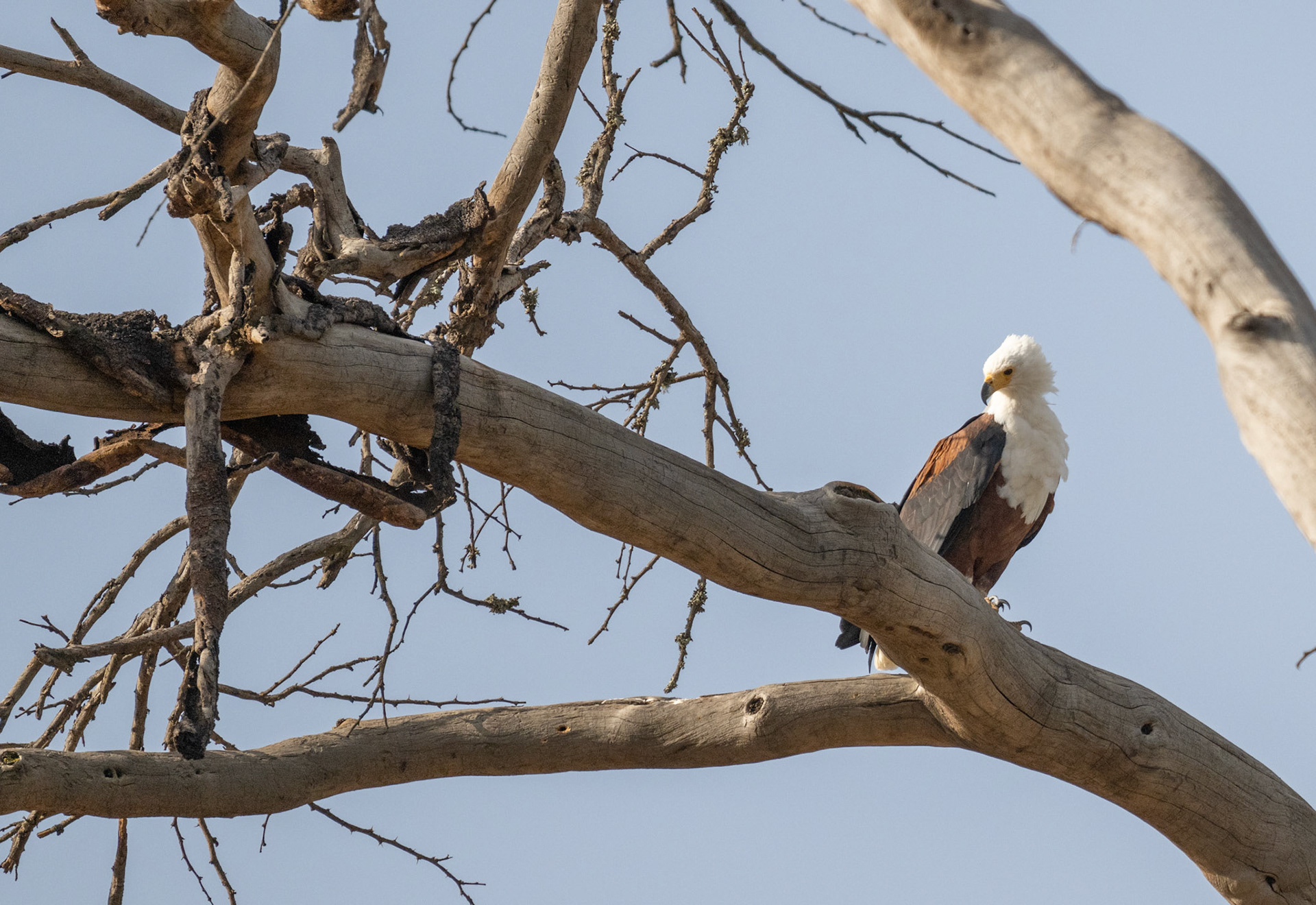 African Fish Eagle