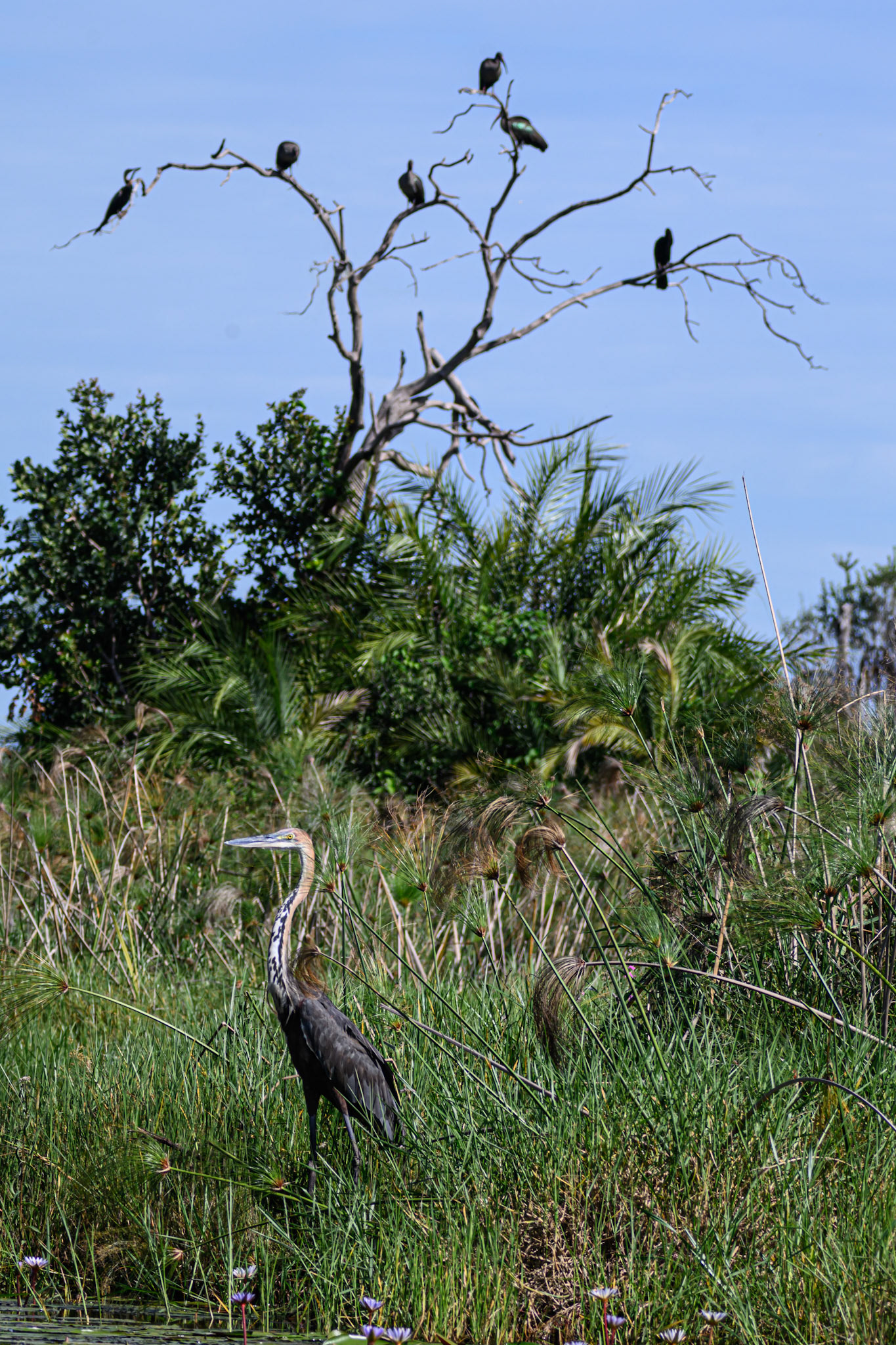 Goliath Heron