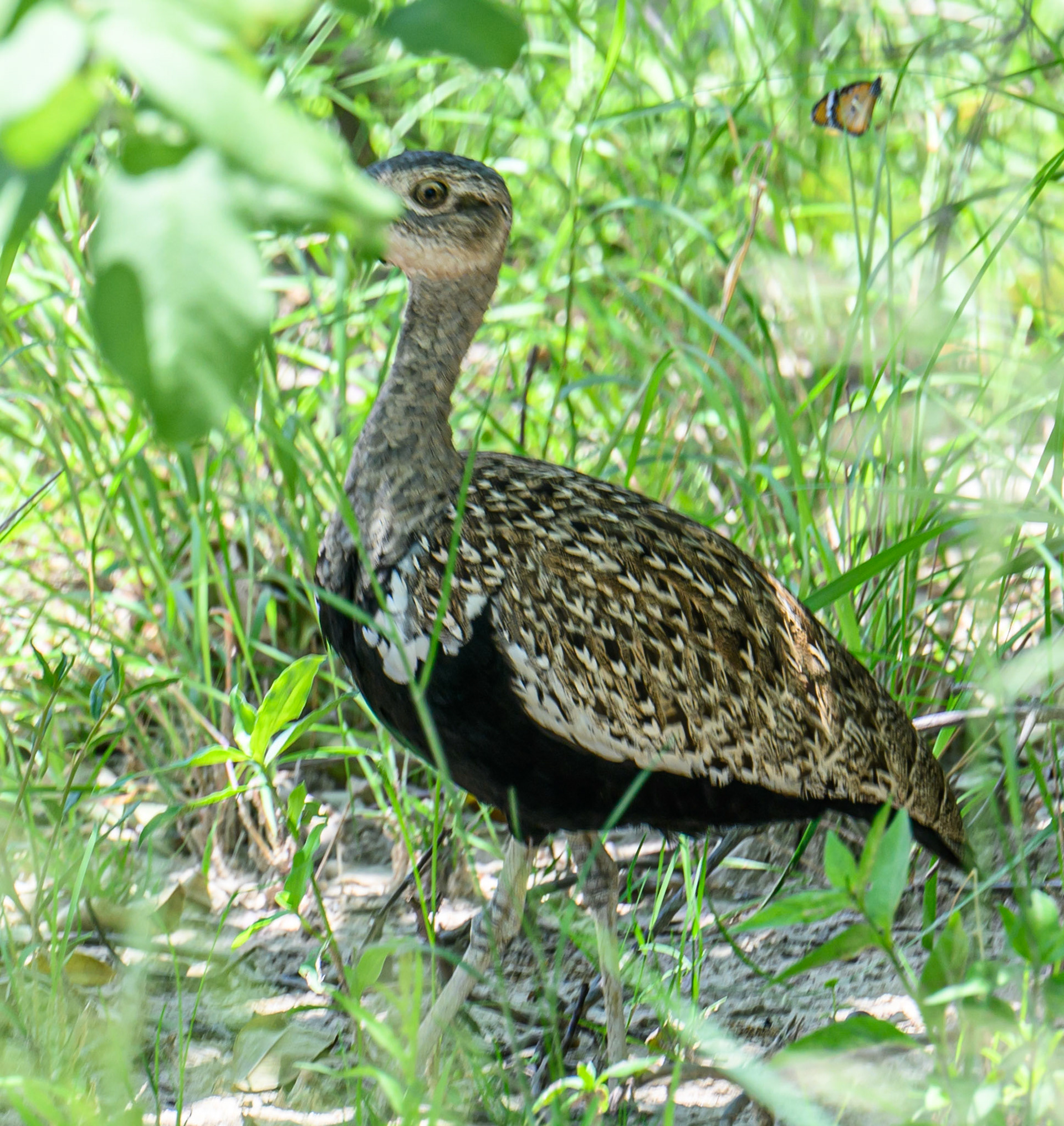 Red-crested Korhaan