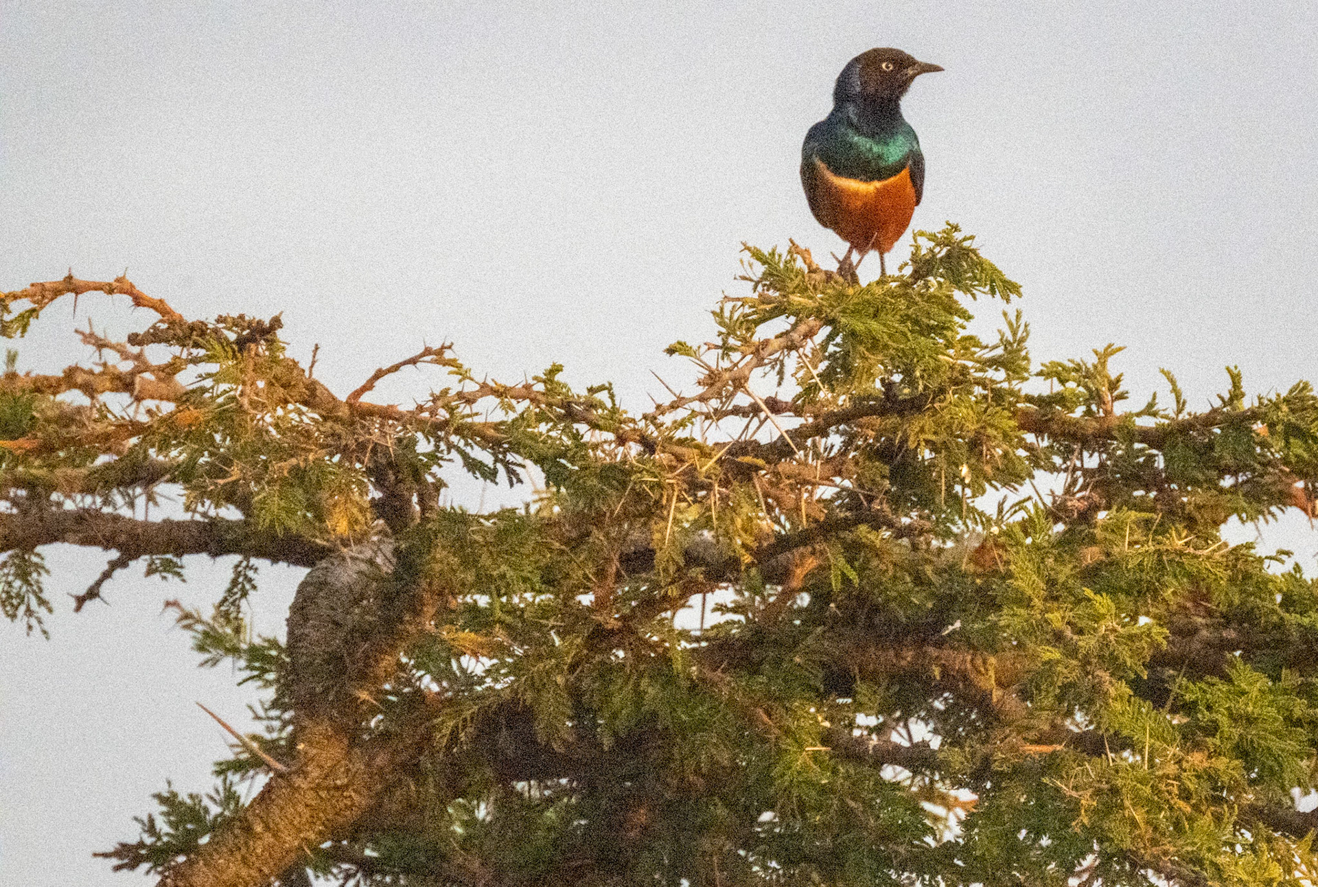 Superb Starling