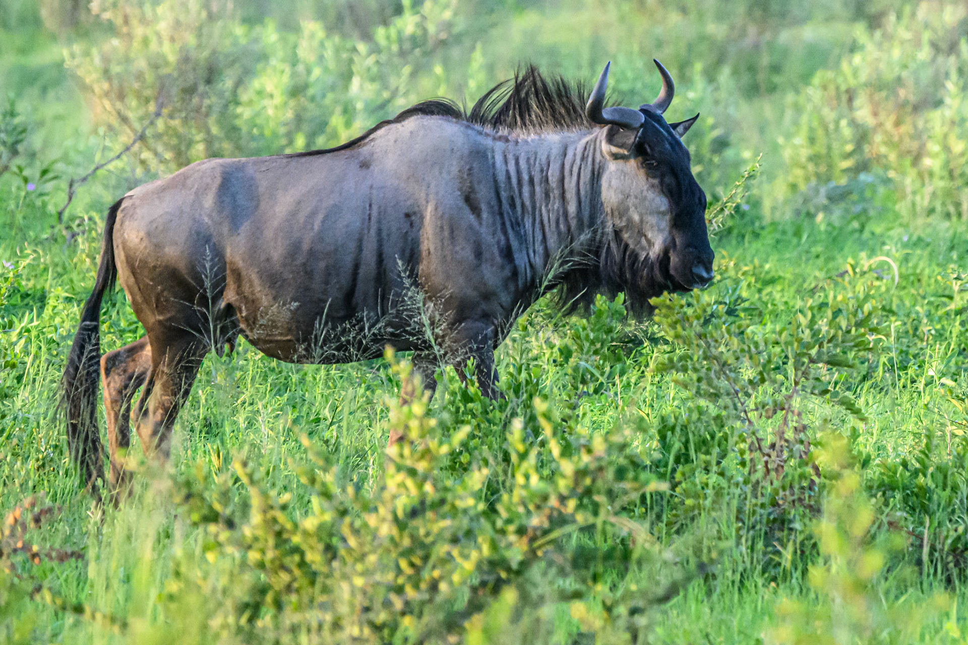 Wildebeest