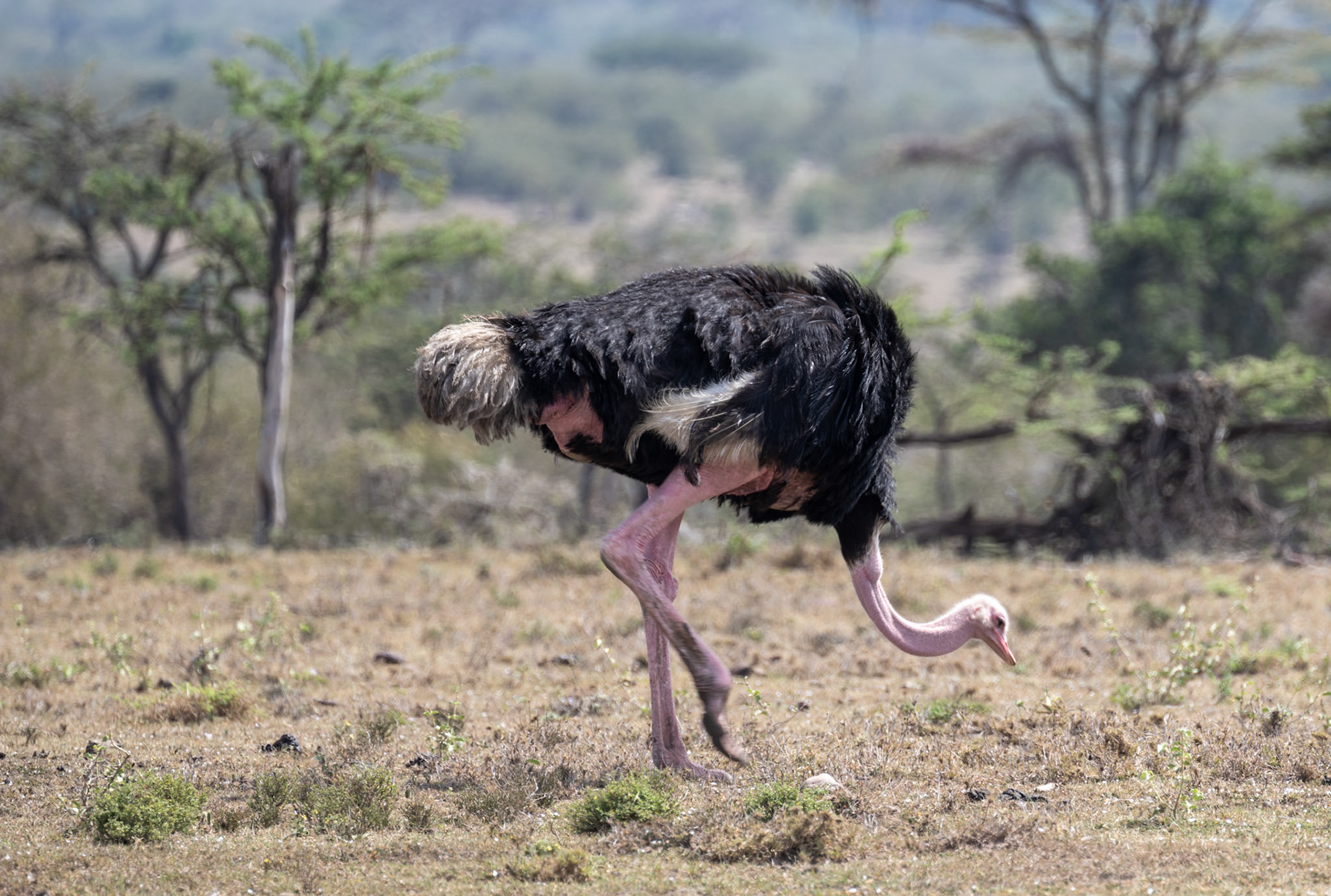 Ostrich