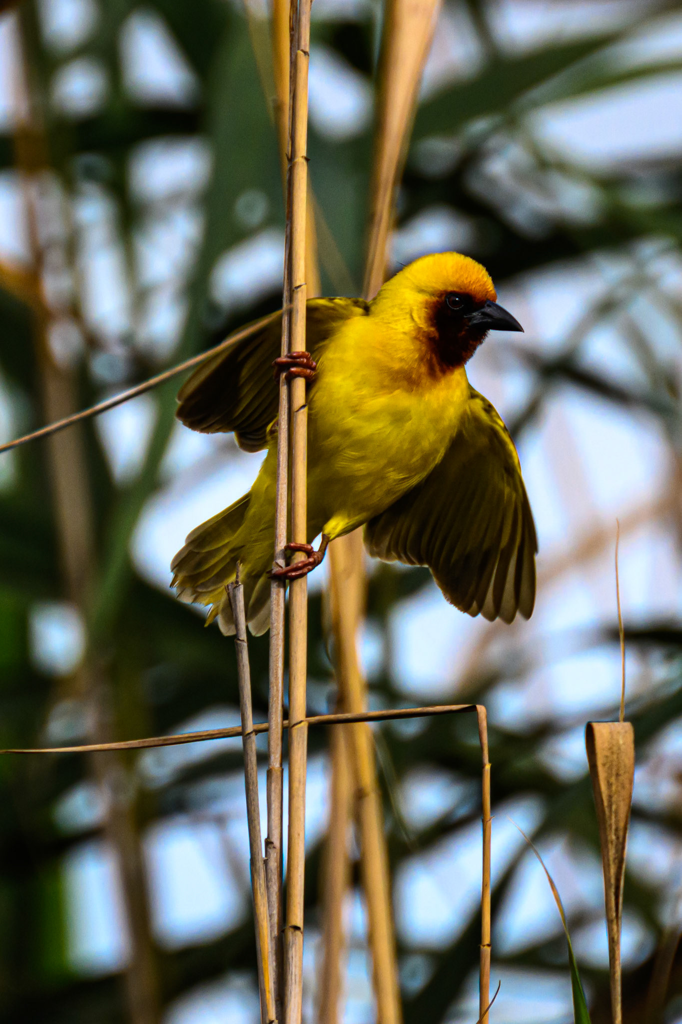 Brown-throated Weaver