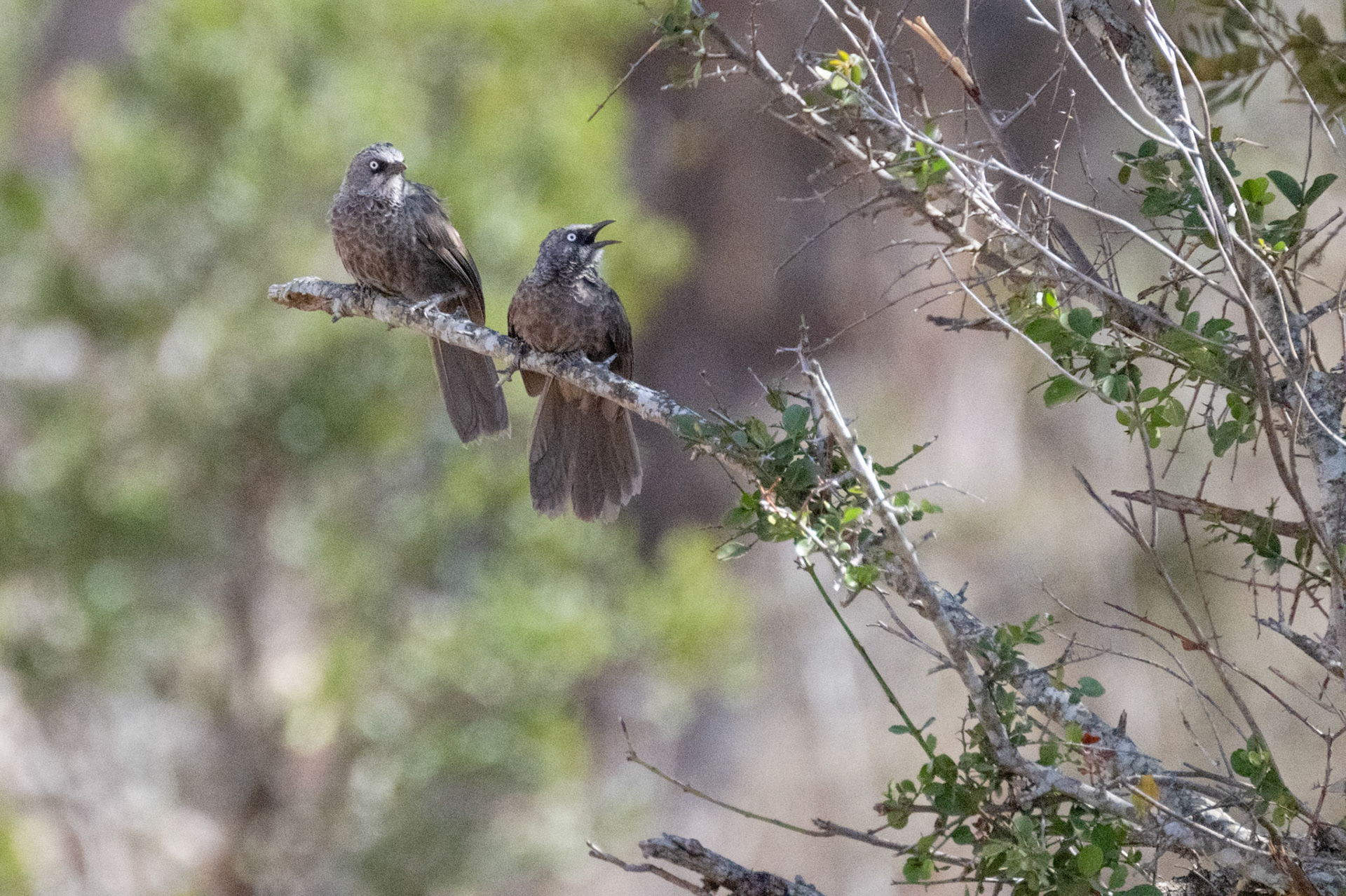 Black-Lored Babbler
