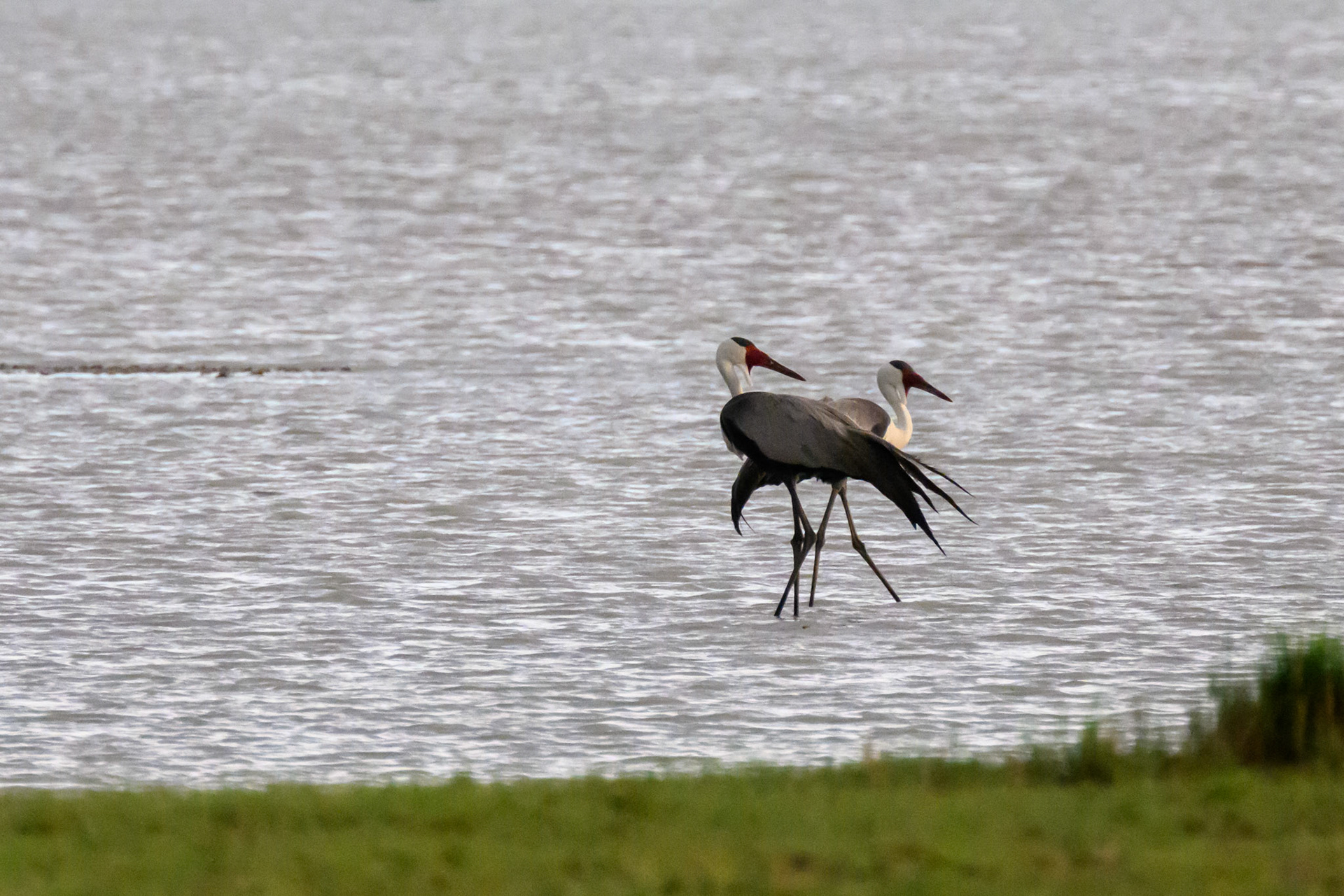 Wattled Cranes