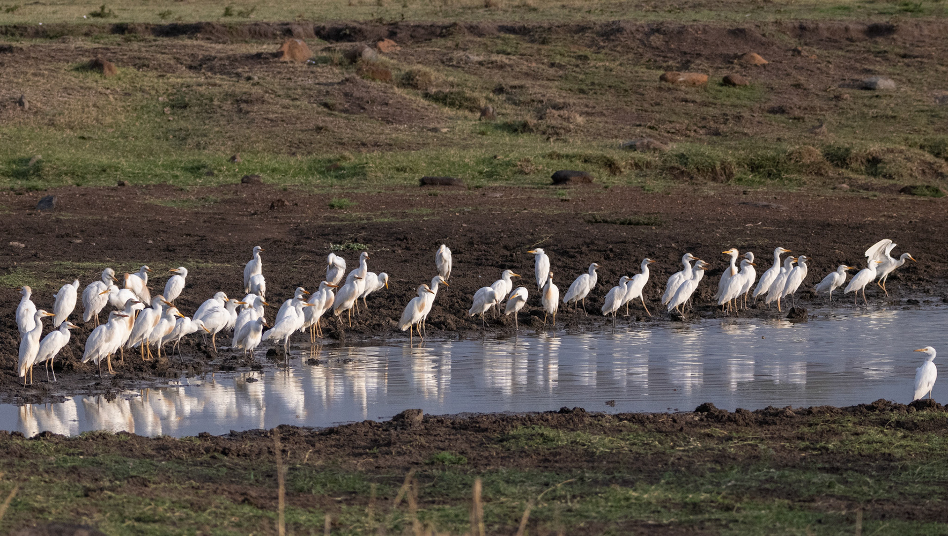 Cattle Egret