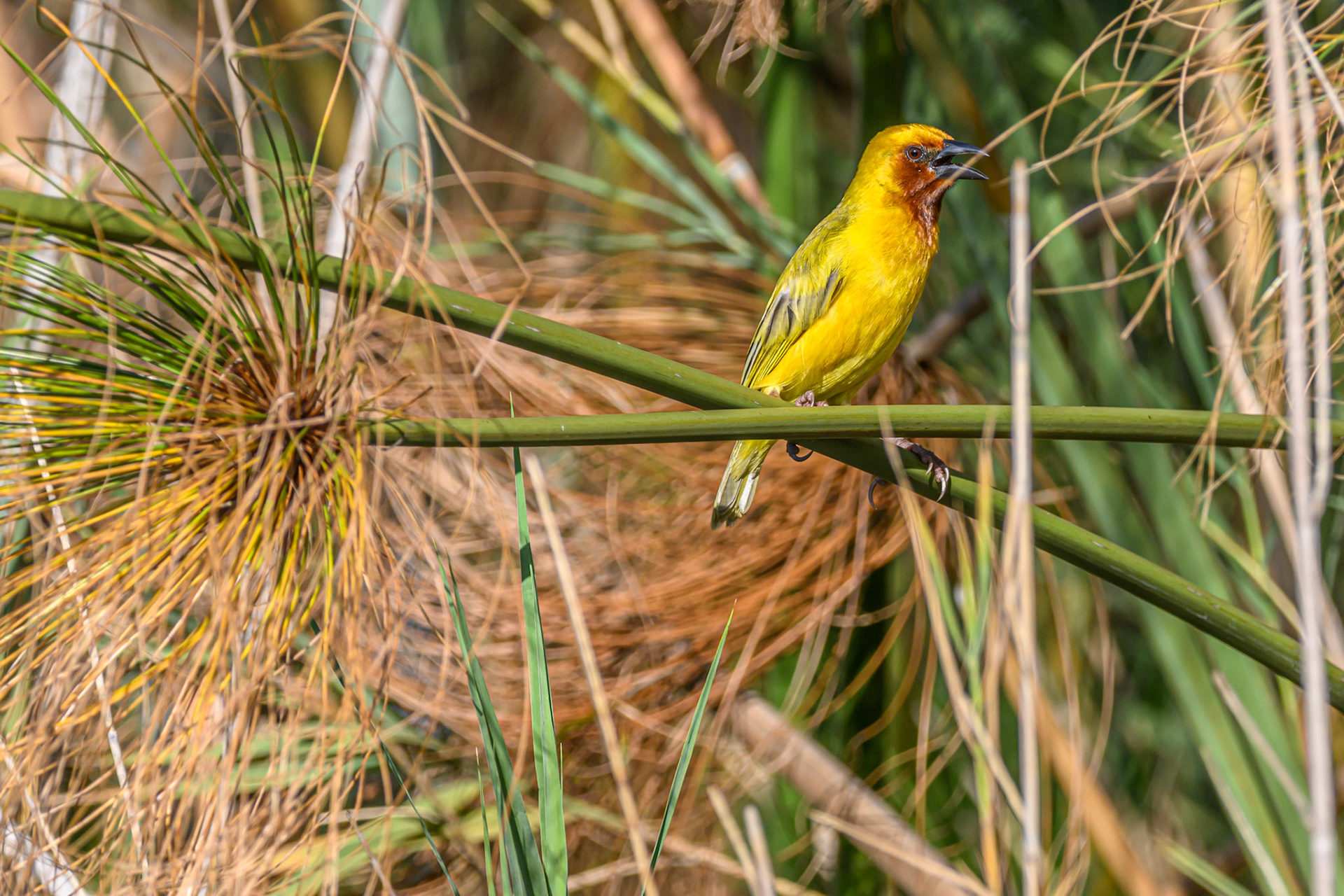 Brown-throated Weaver