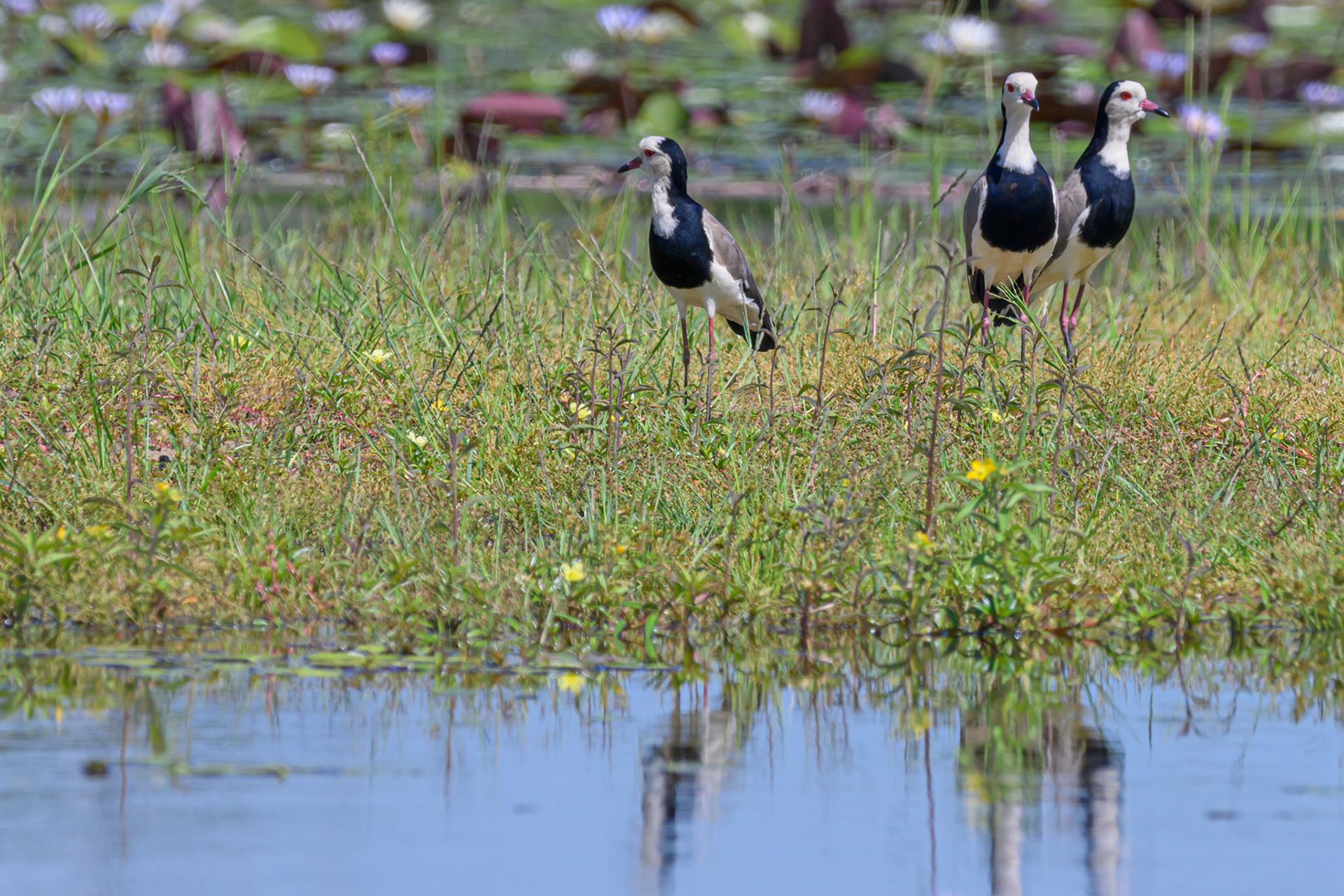 Long-toed Lapwing