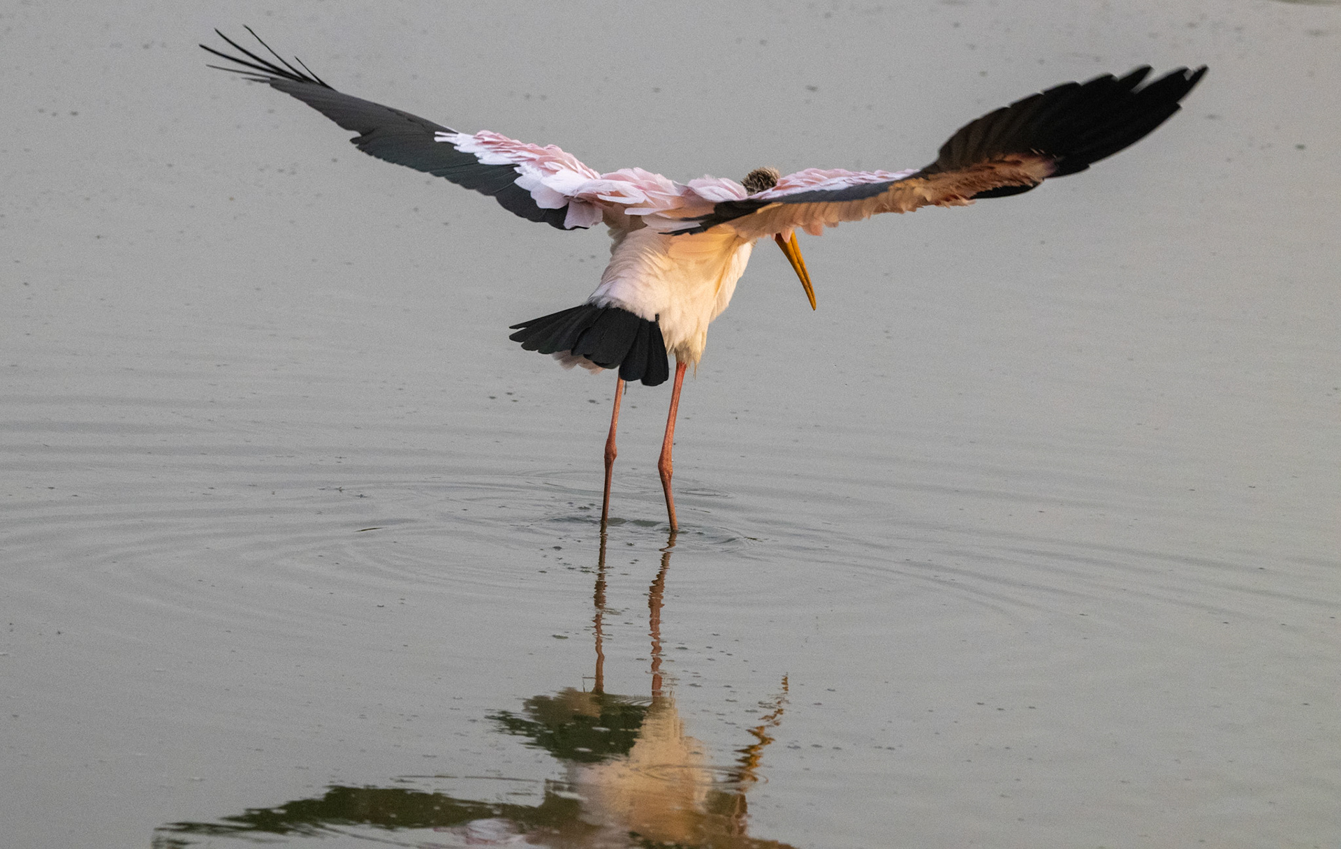 Yellow-billed Stork