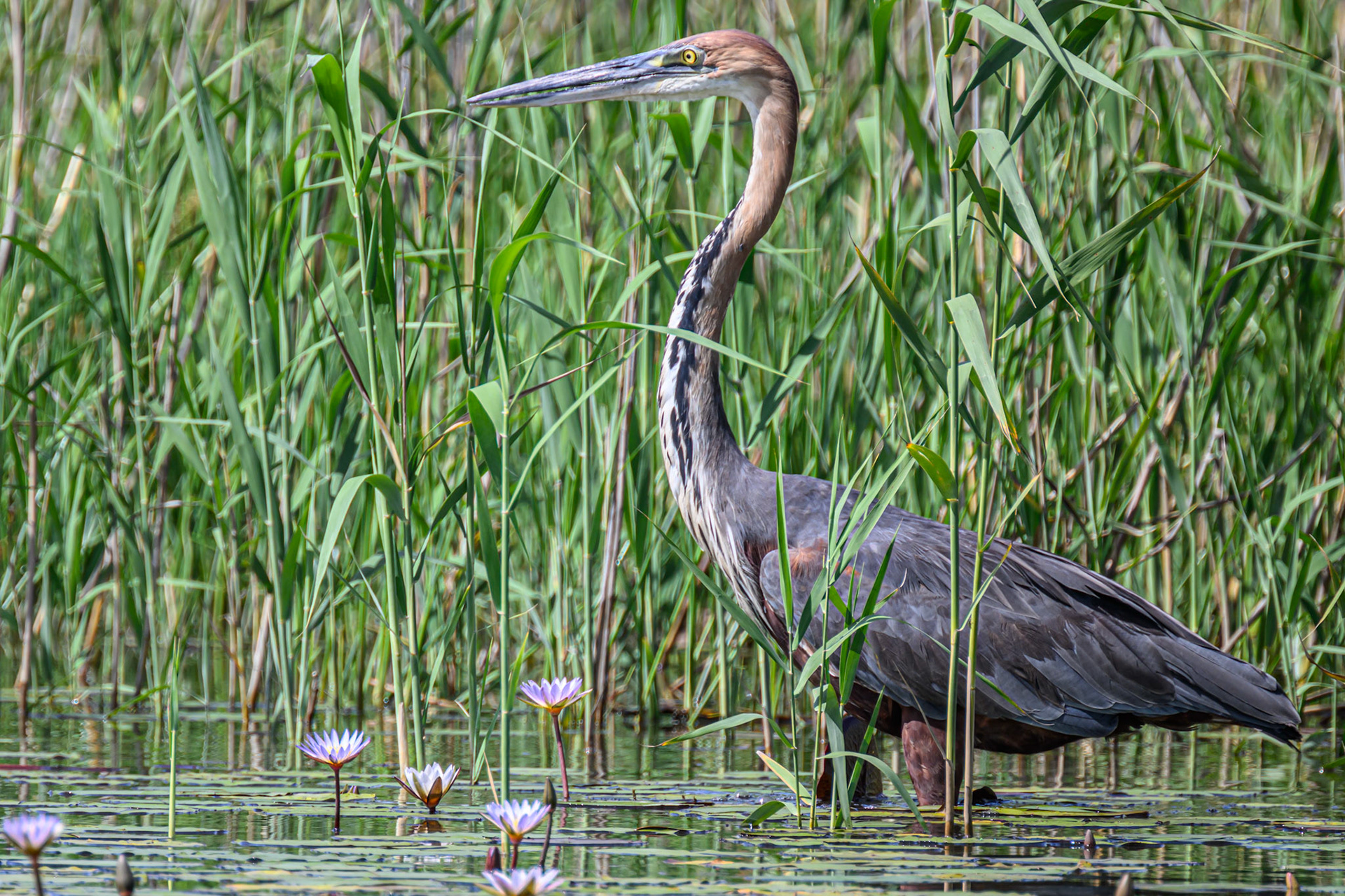 Goliath Heron