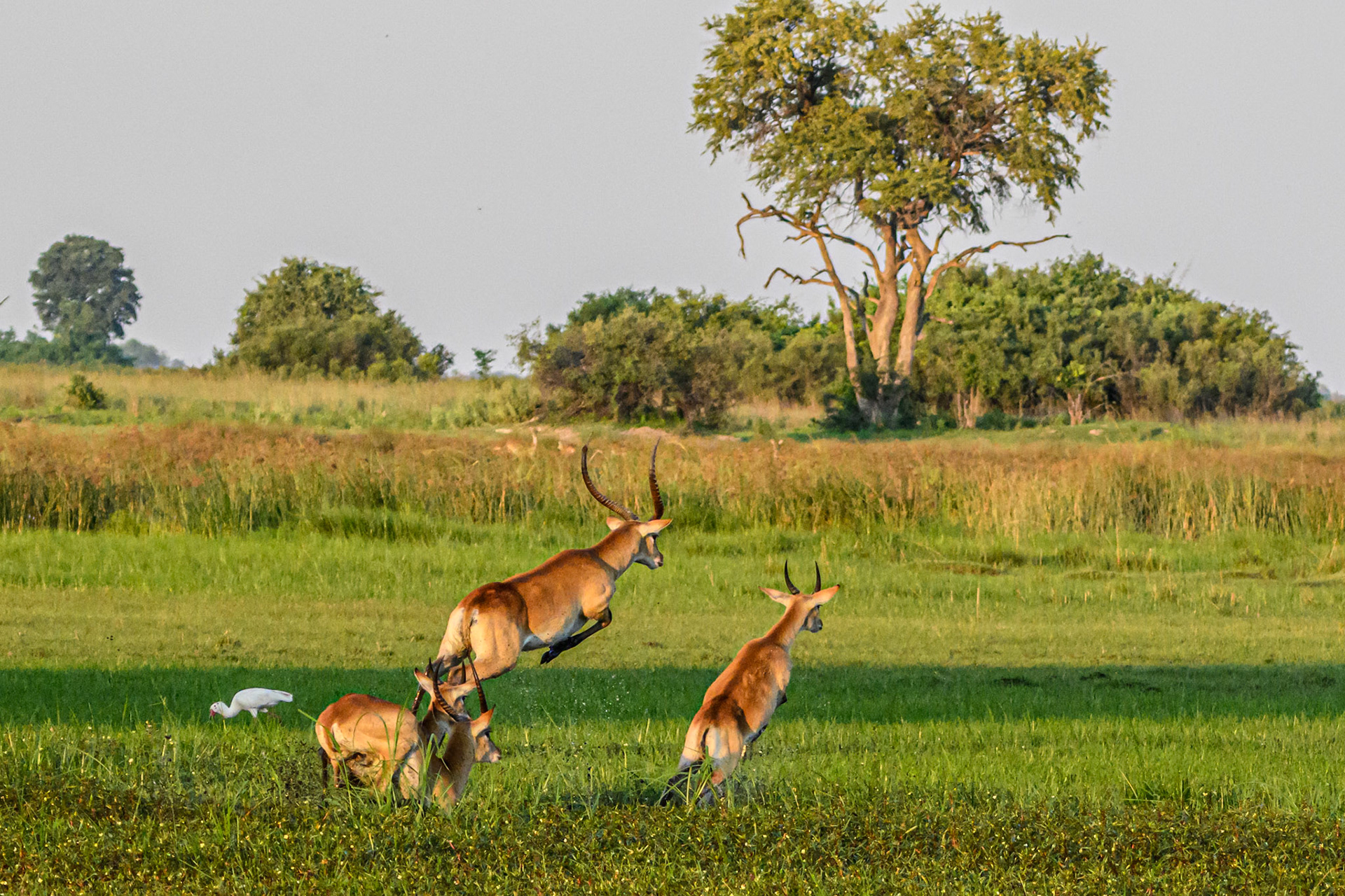 Red Lechwe