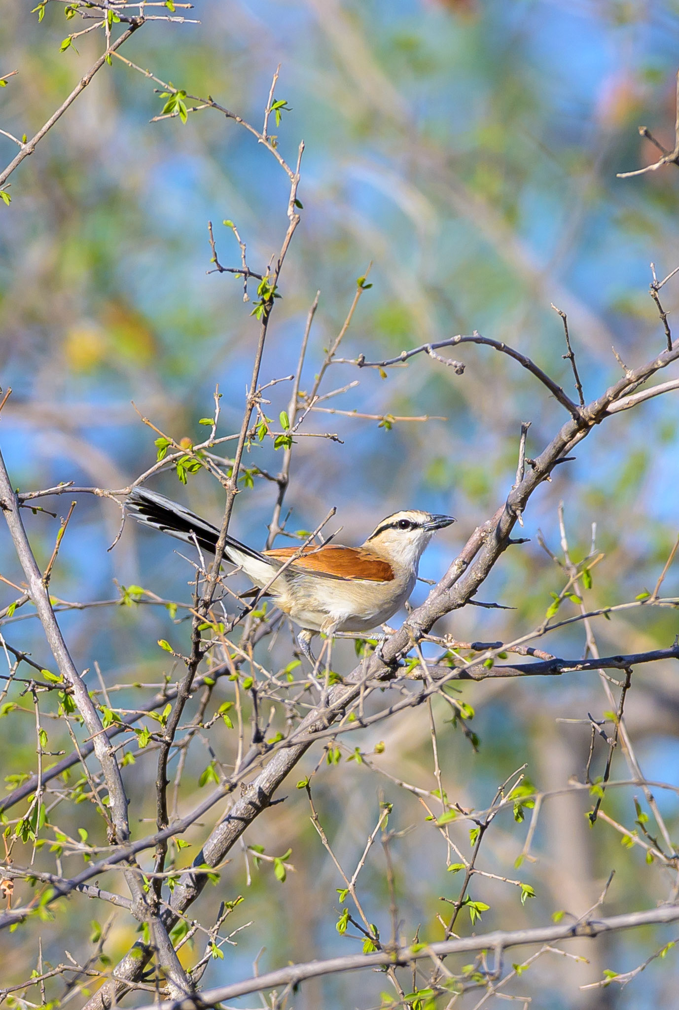 Black-crowned Tchagra