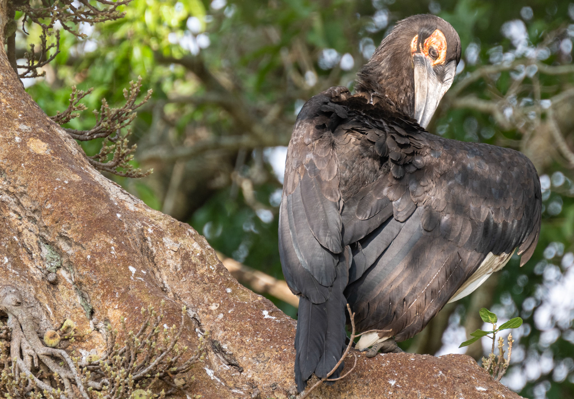 Southern Ground-Hornbill (Juvenile)