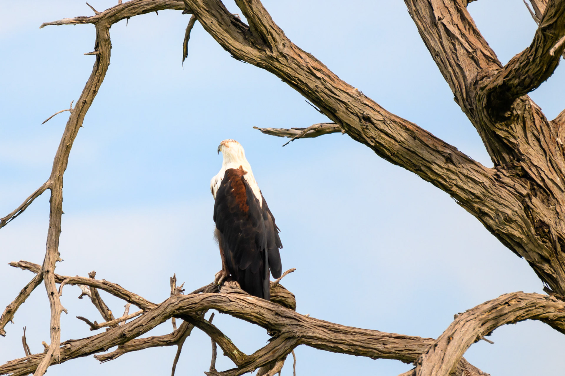 African Fish Eagle