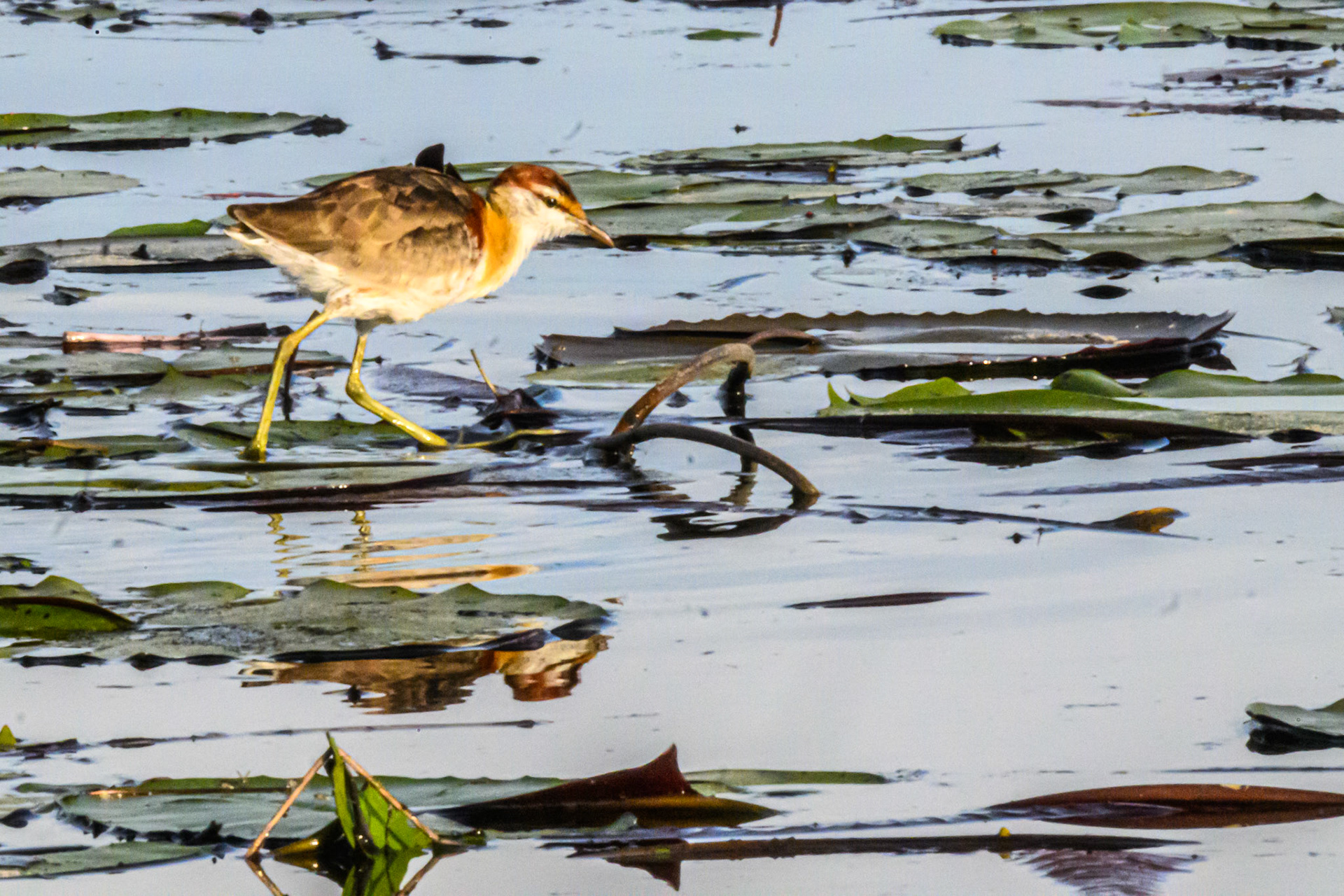 Lesser Jacana