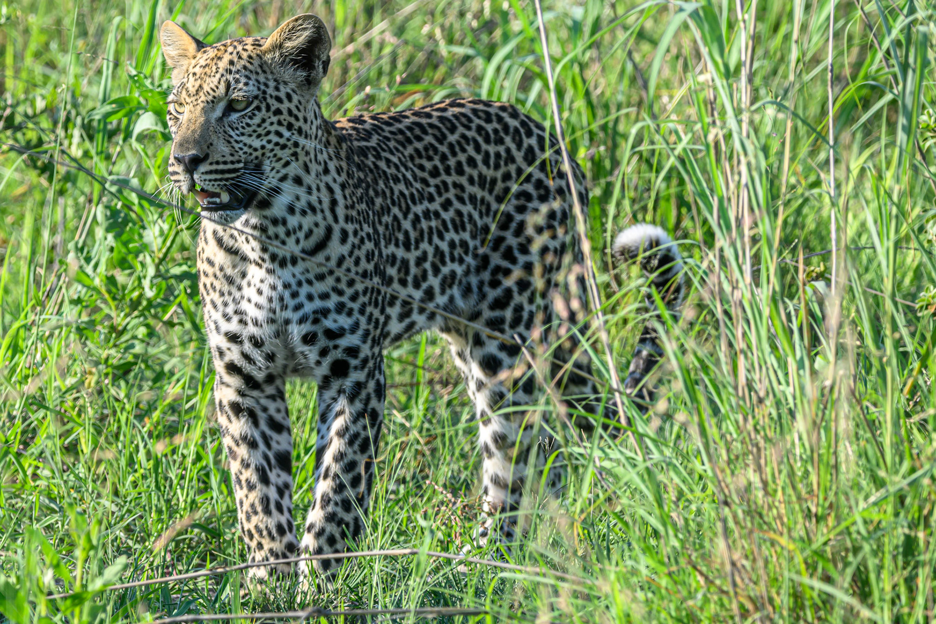 Juvenile Leopard