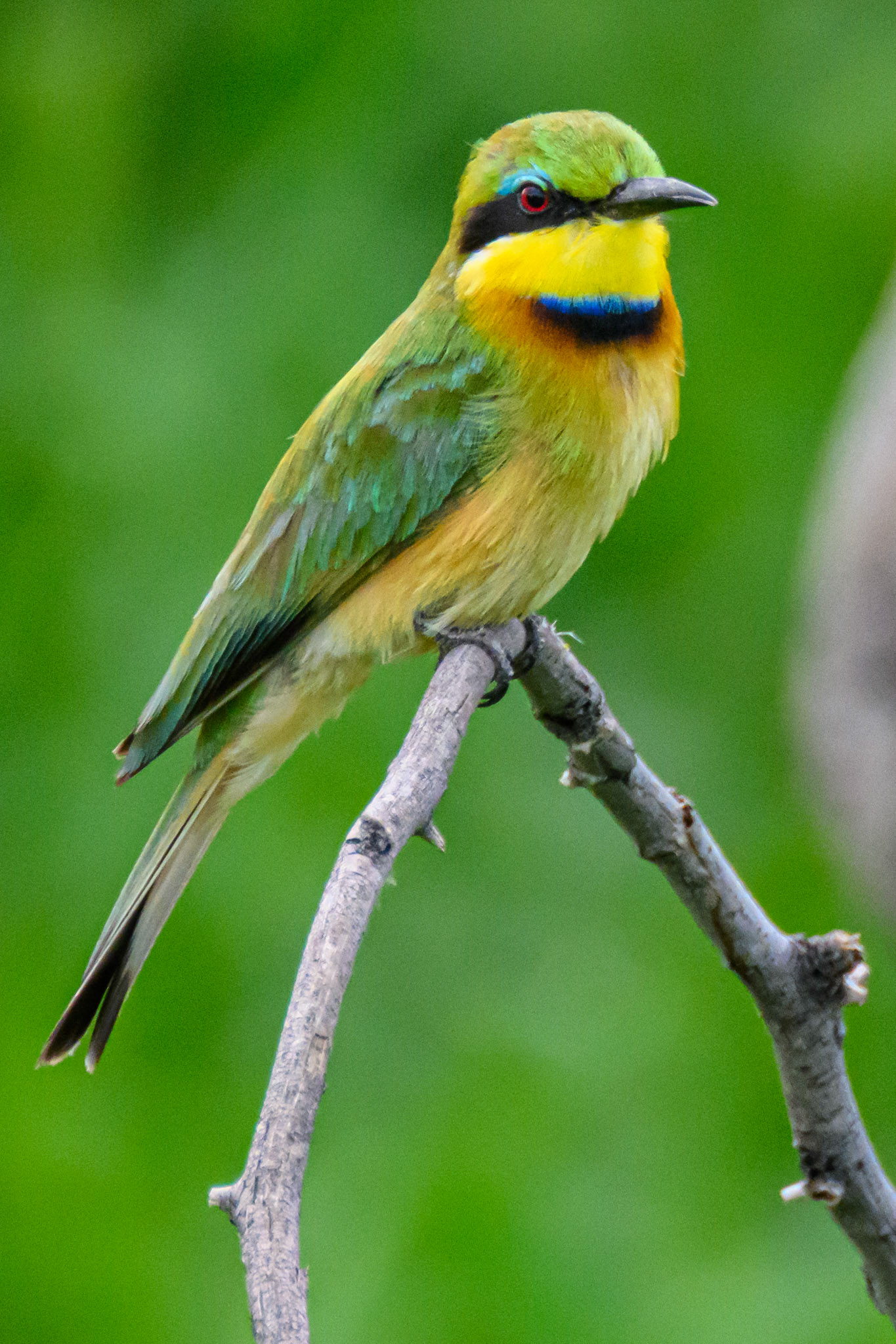 Little Bee-eater