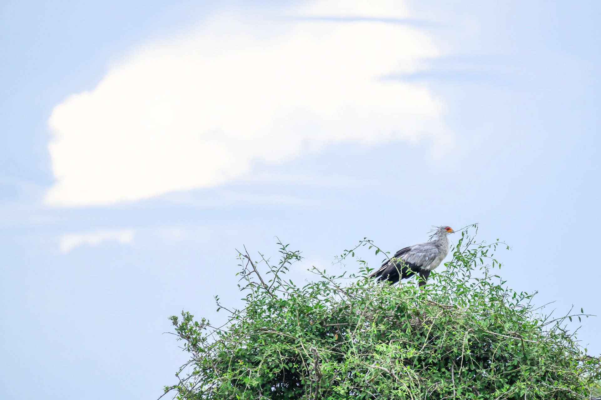 Secretary Bird