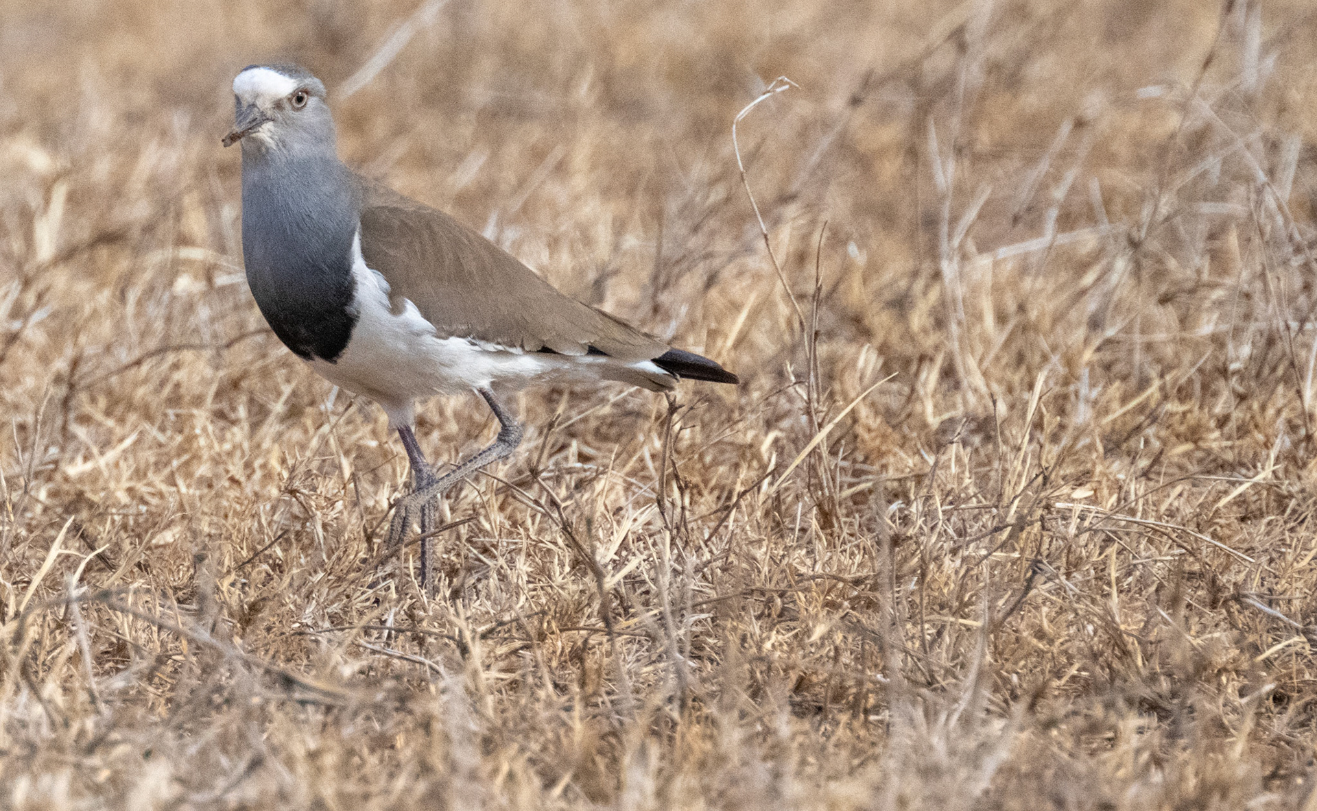 Black Winged Plover
