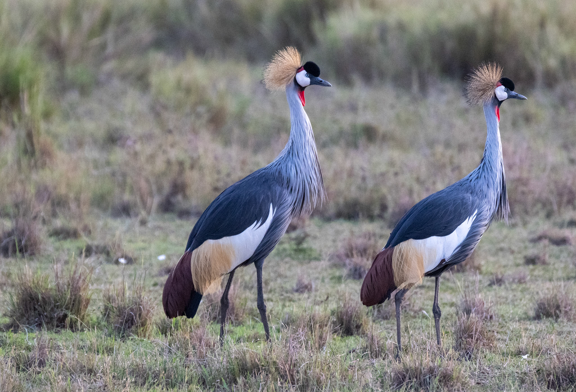 Grey-Crowned Cranes