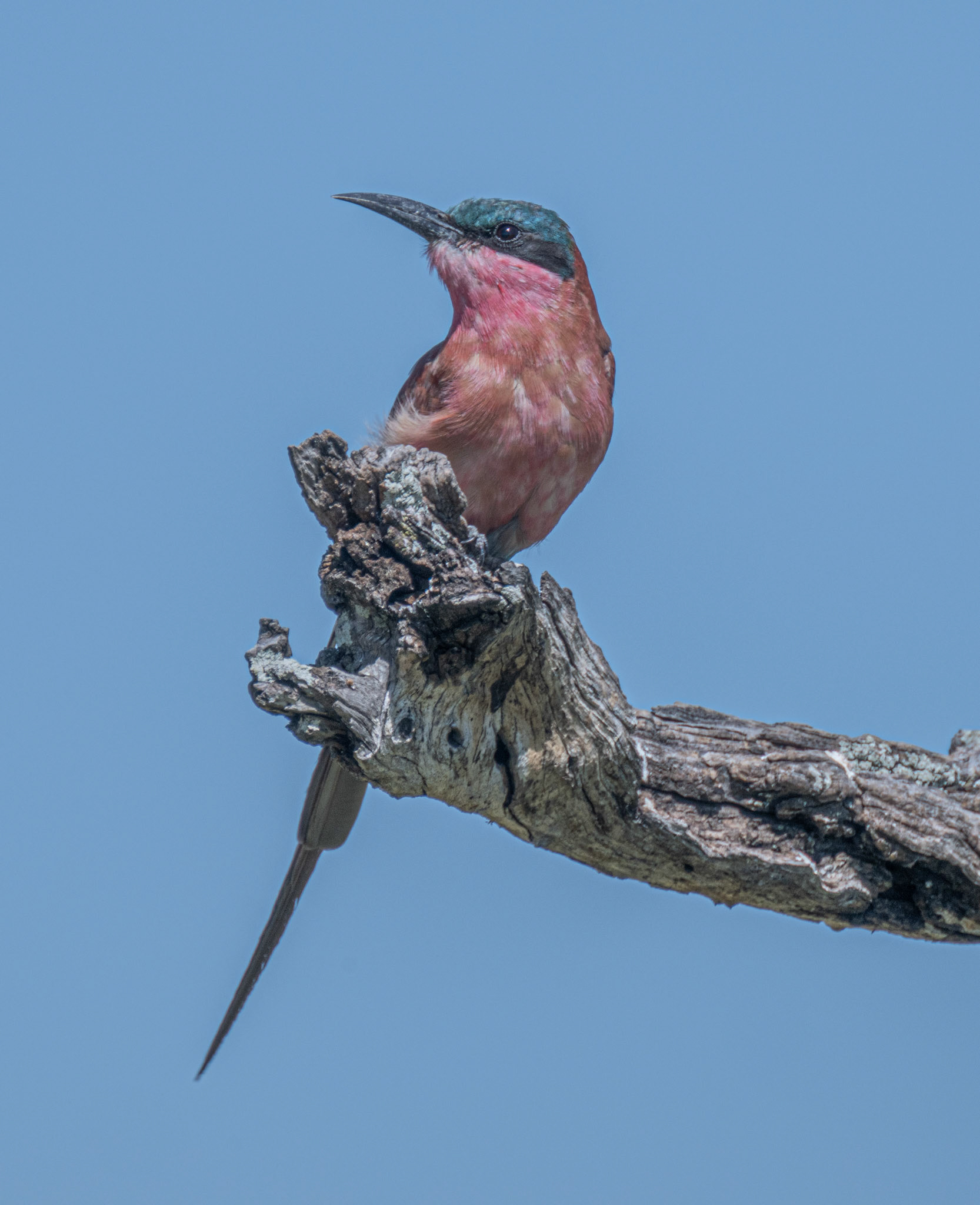 Carmine Bee-eater