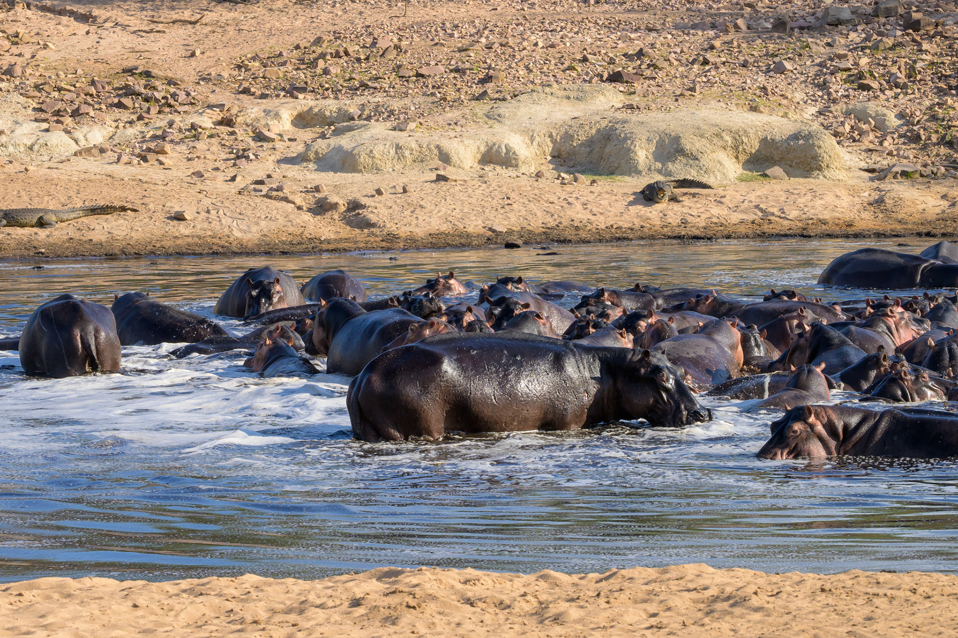 Hippo Pool + 'gators