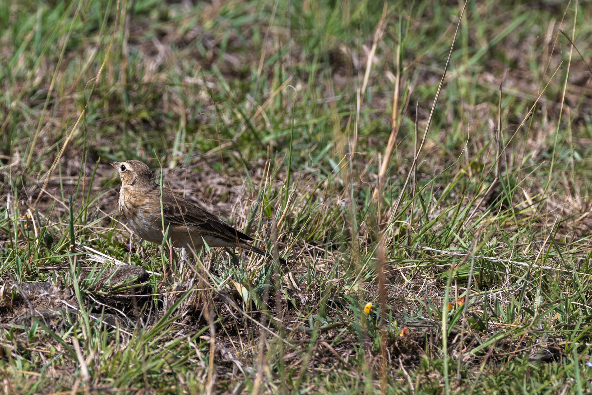 Plain-Backed Pipit